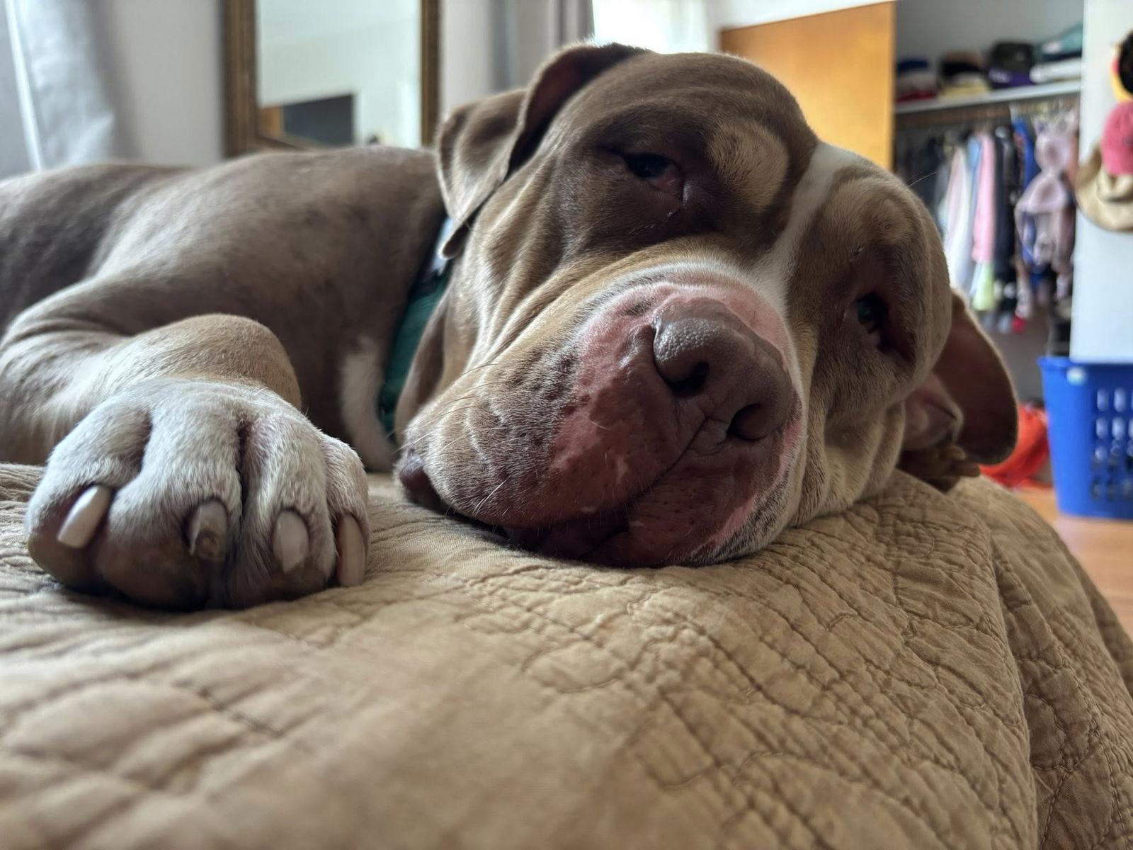 Enlarge Marley, a Adoptable American Staffordshire Terrier in Rochester, NY image 3/3