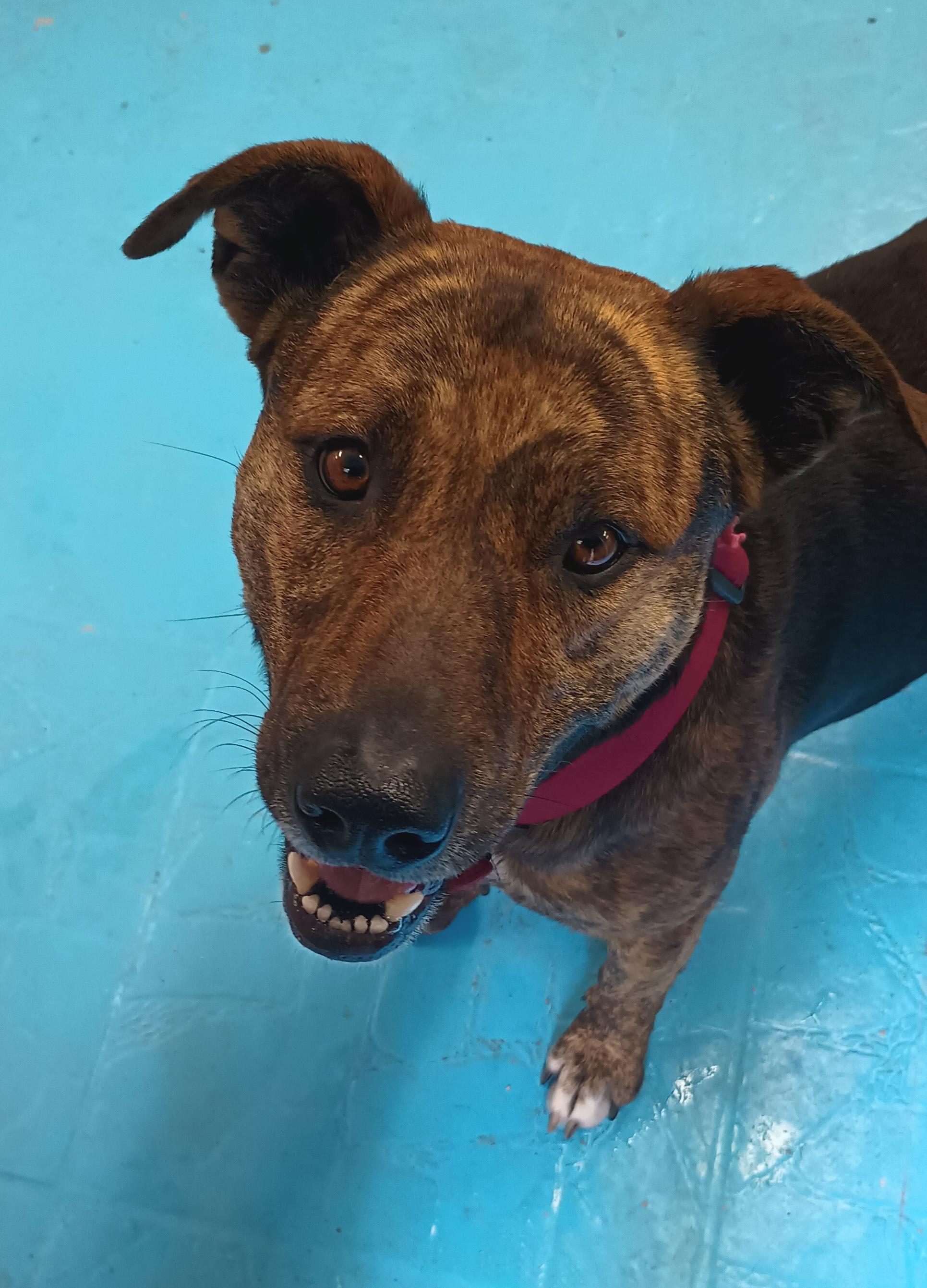 Tigre — thumbnail 4