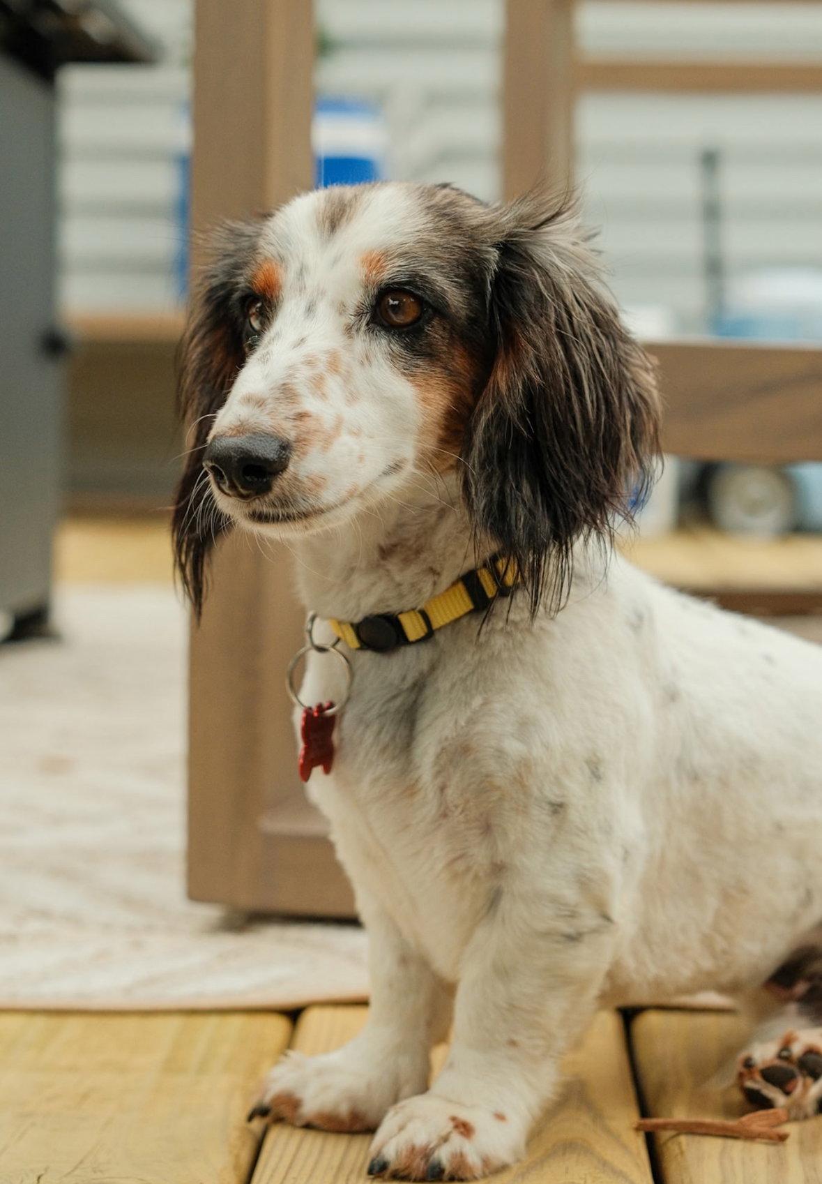 Ollie - ADOPTION IN PROCESS, Adoptable, Adult Male Dachshund.