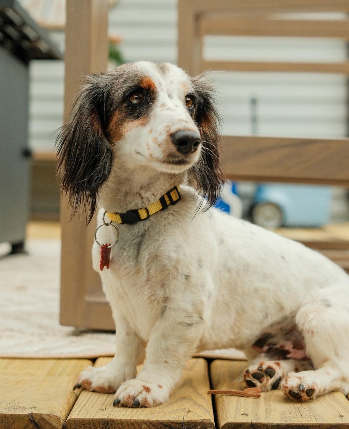 Enlarge Ollie - ADOPTION IN PROCESS, a Adoptable Dachshund in Grafton, WI image 2/3