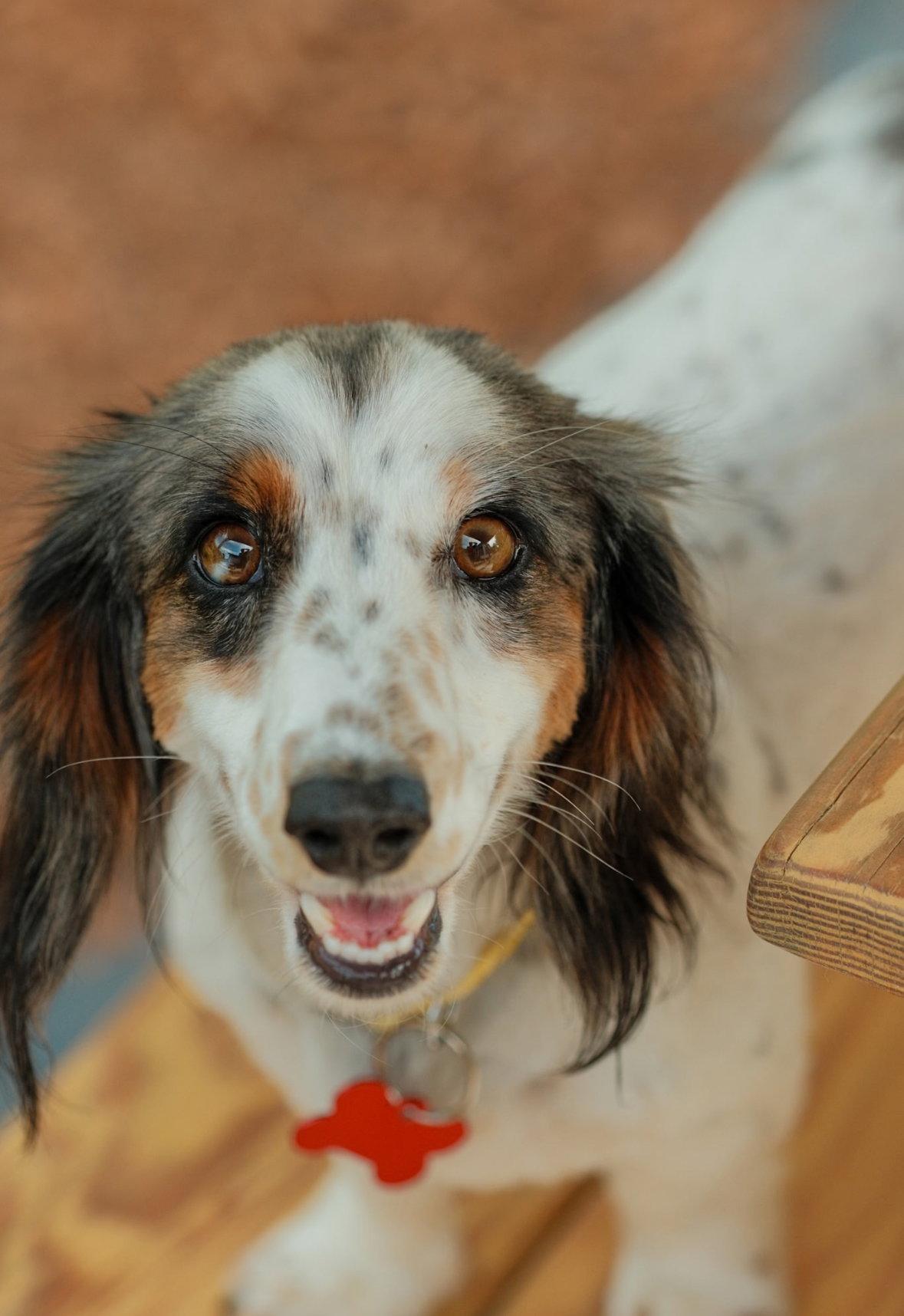Enlarge Ollie - ADOPTION IN PROCESS, a Adoptable Dachshund in Grafton, WI image 3/3