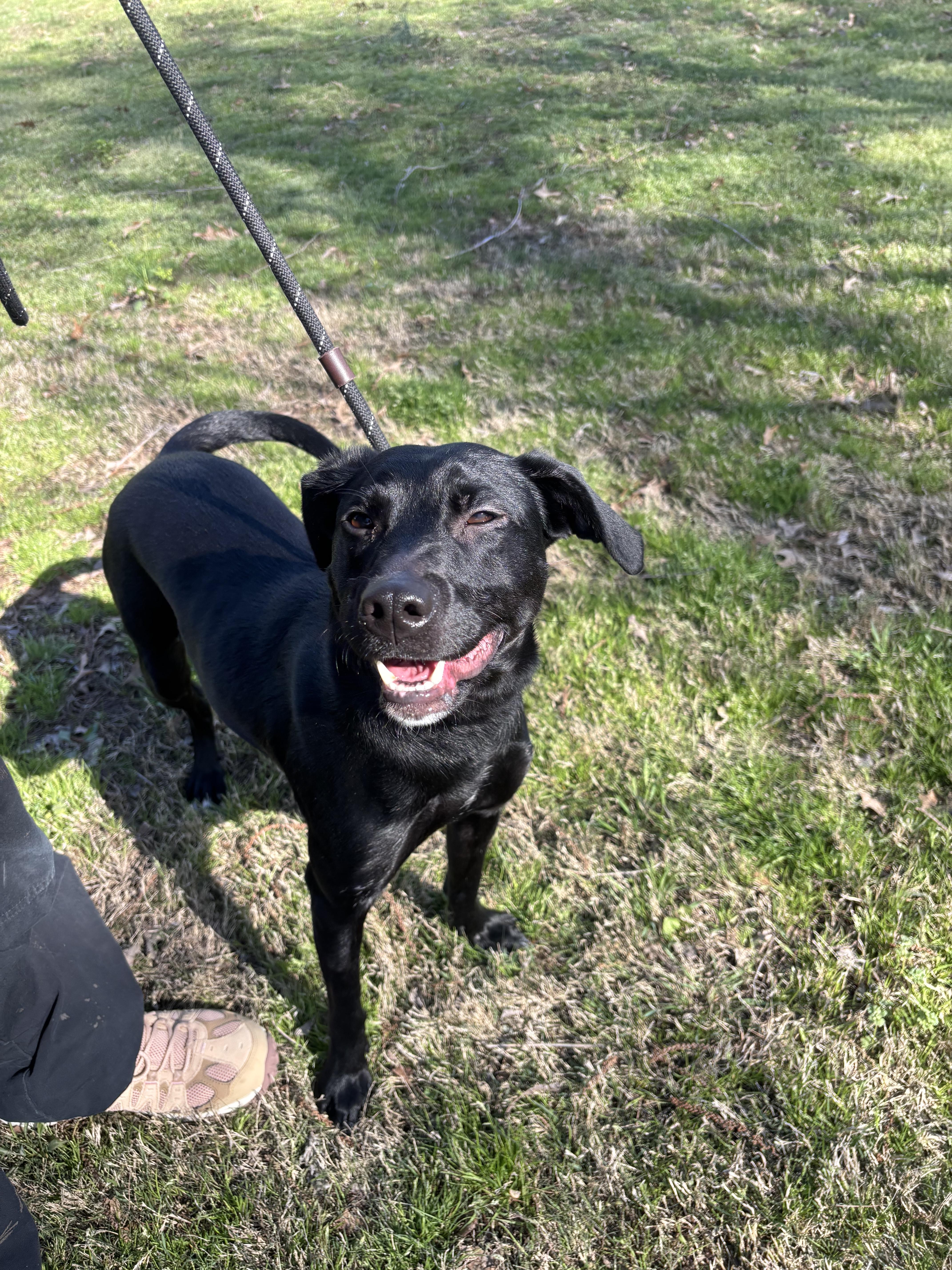 Enlarge Ash, an adoptable Labrador Retriever in Collierville, TN image 4/4