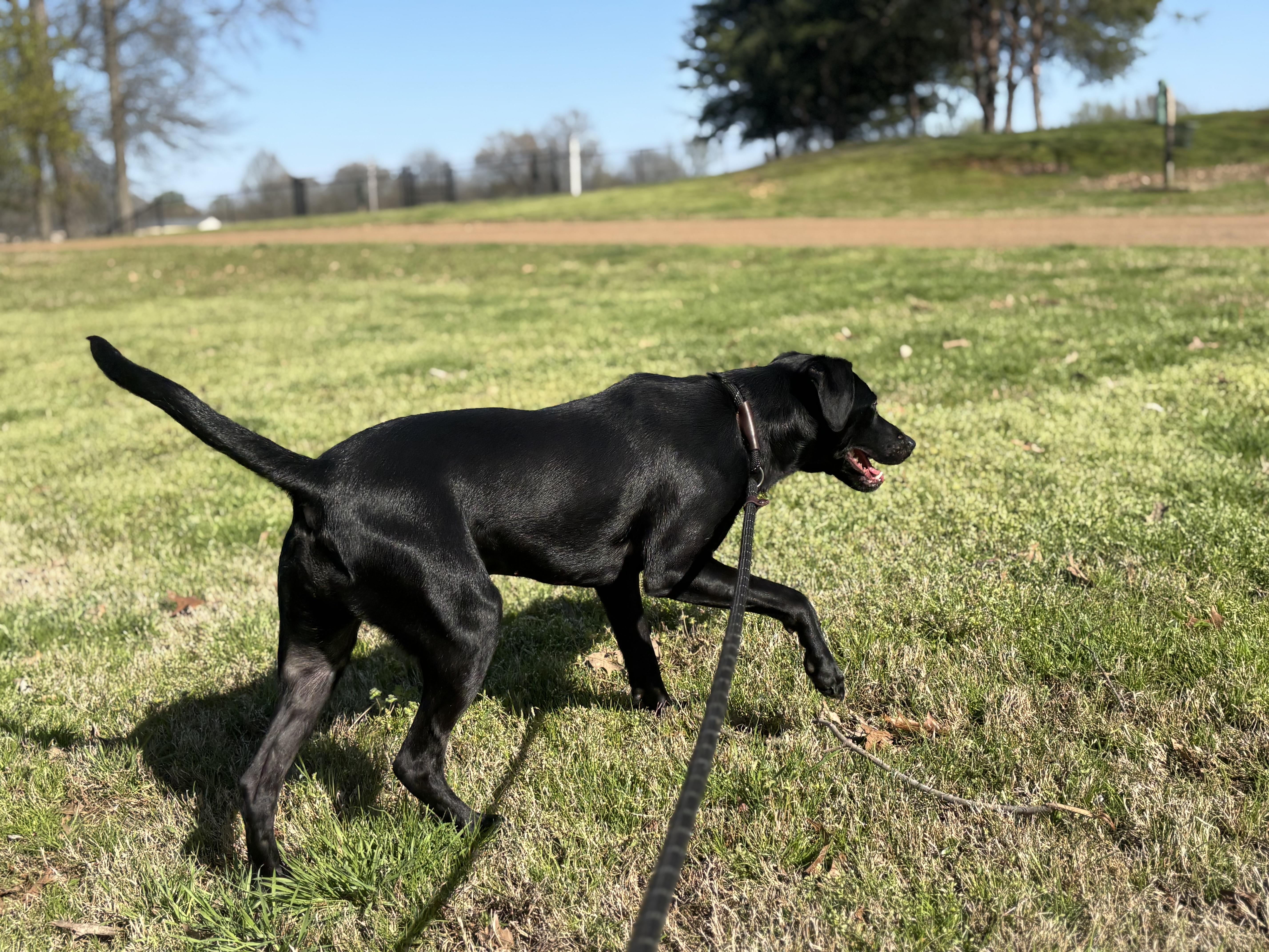 Enlarge Ash, an adoptable Labrador Retriever in Collierville, TN image 2/4