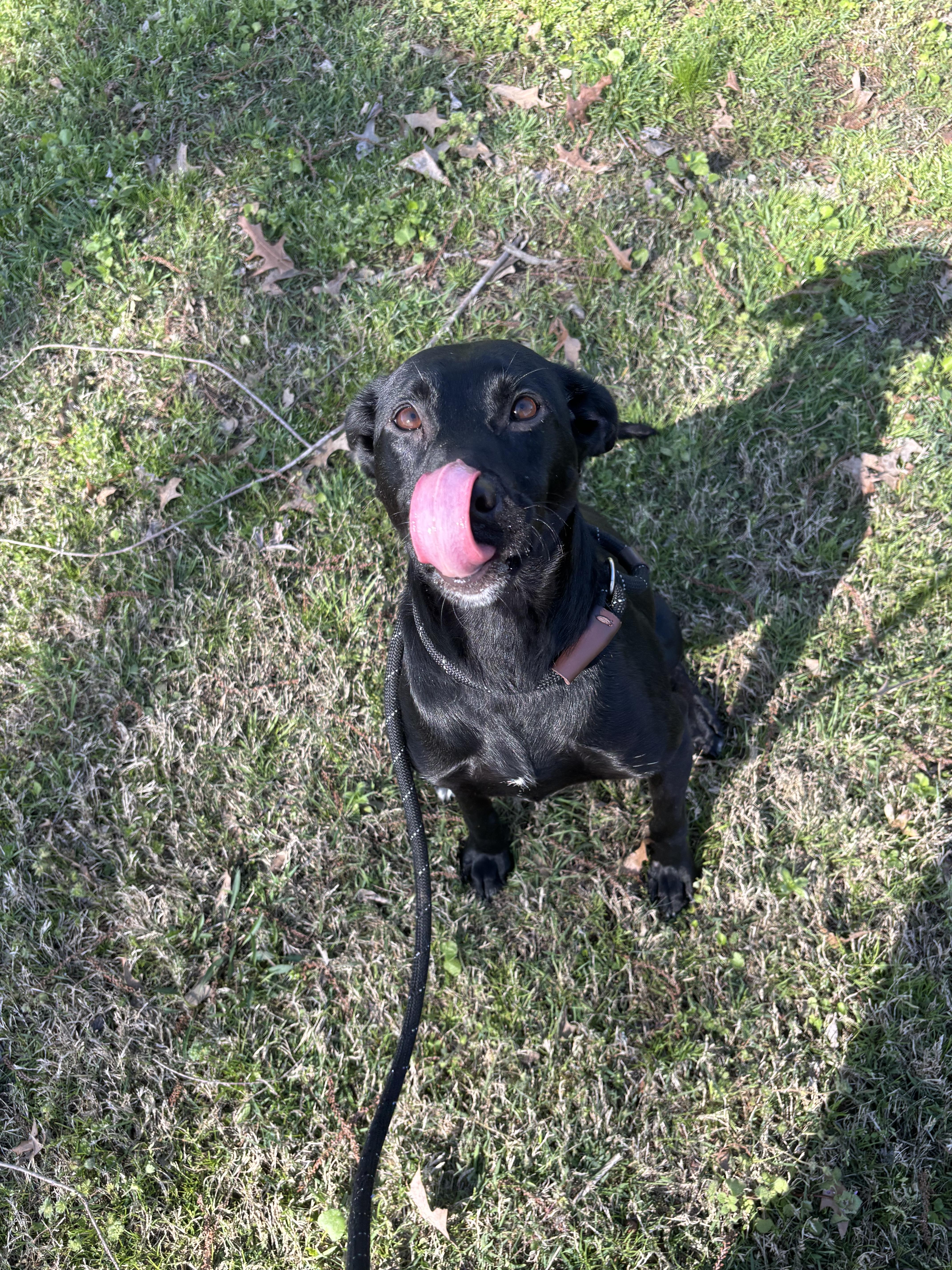 Enlarge Ash, an adoptable Labrador Retriever in Collierville, TN image 3/4