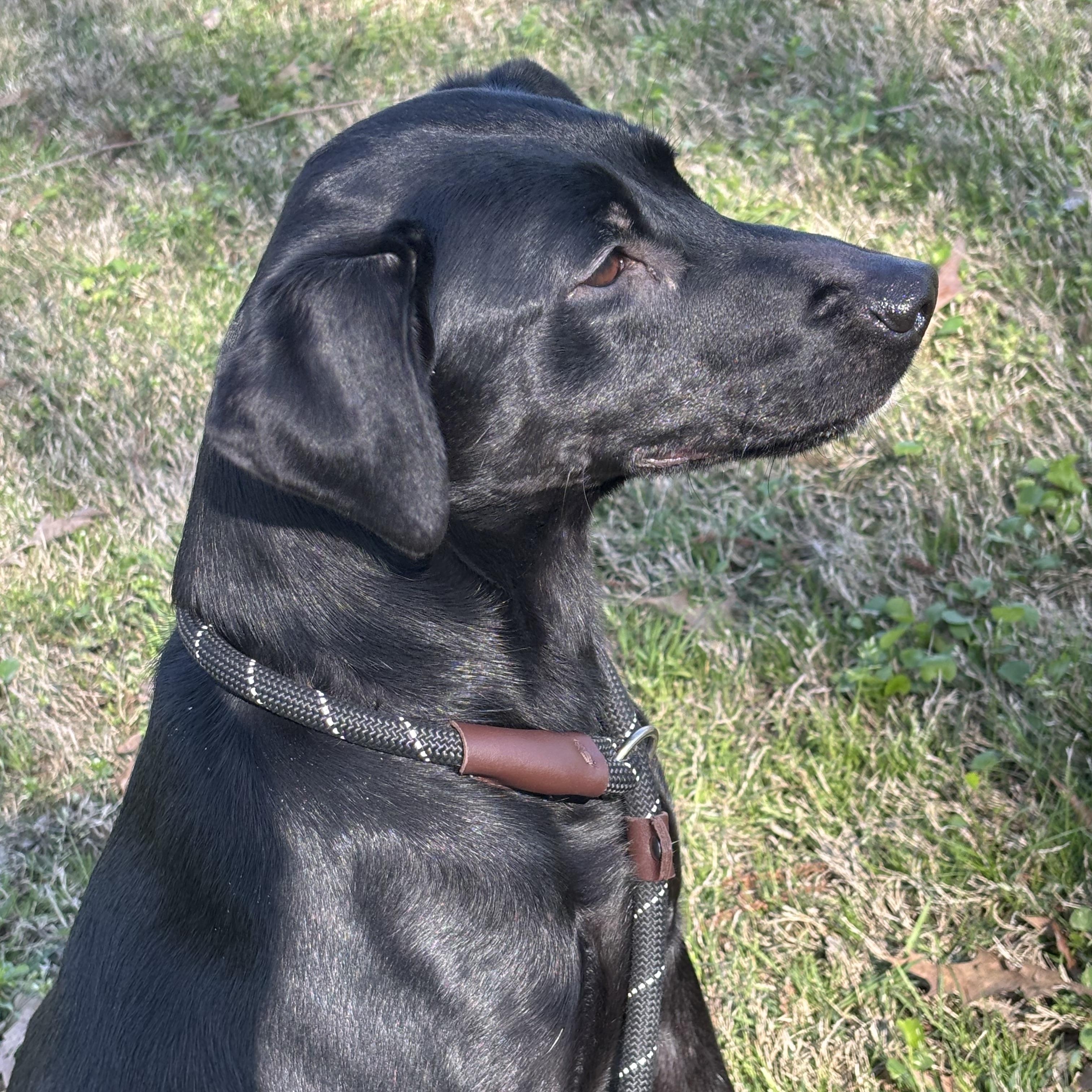 Ash, adoptable, Young Female Labrador Retriever.