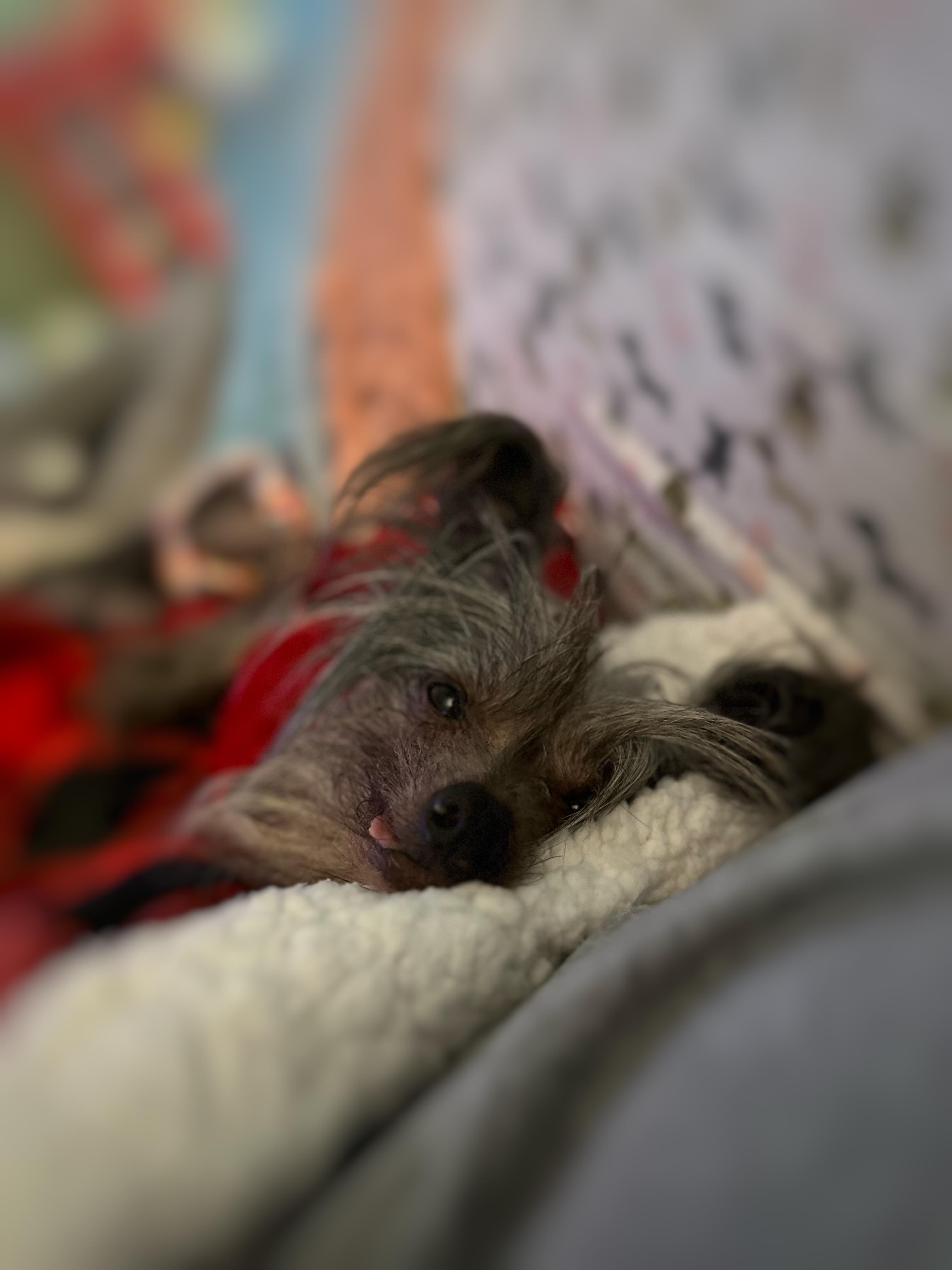 Samir Fielder, a Adoptable Chinese Crested Dog in Thompson's Station, TN image 4/5