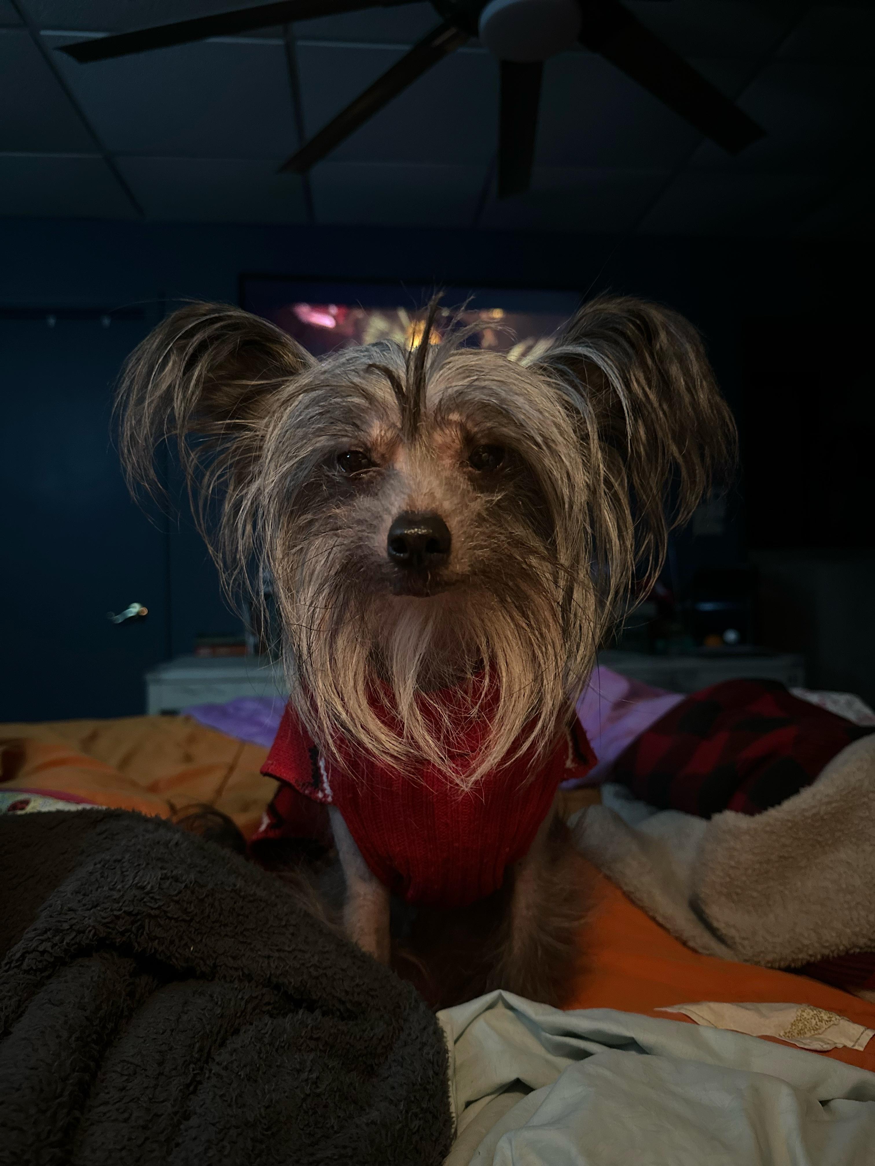 Samir Fielder, a Adoptable Chinese Crested Dog in Thompson's Station, TN image 2/5