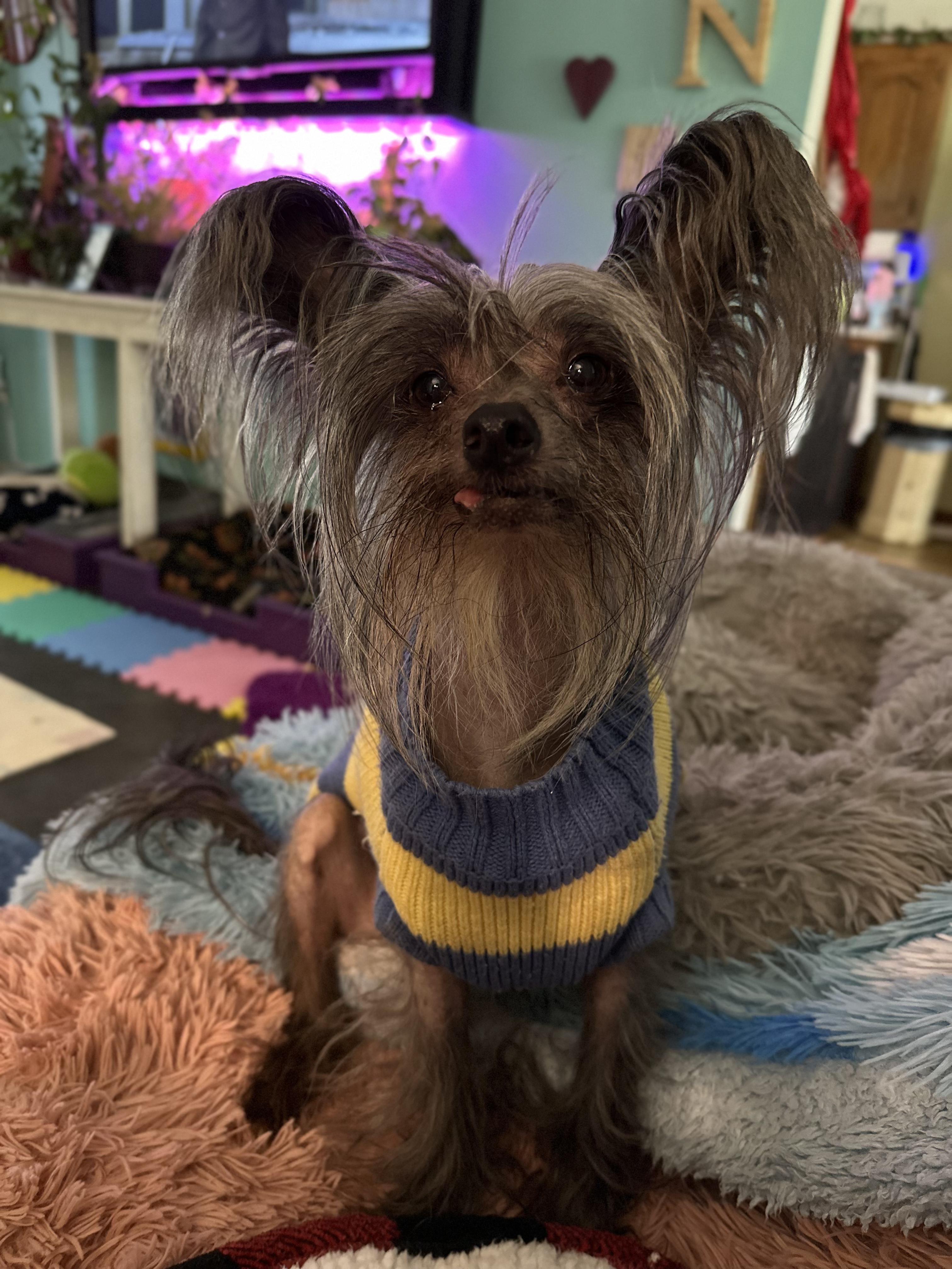 Samir Fielder, Adoptable, Senior Male Chinese Crested Dog.