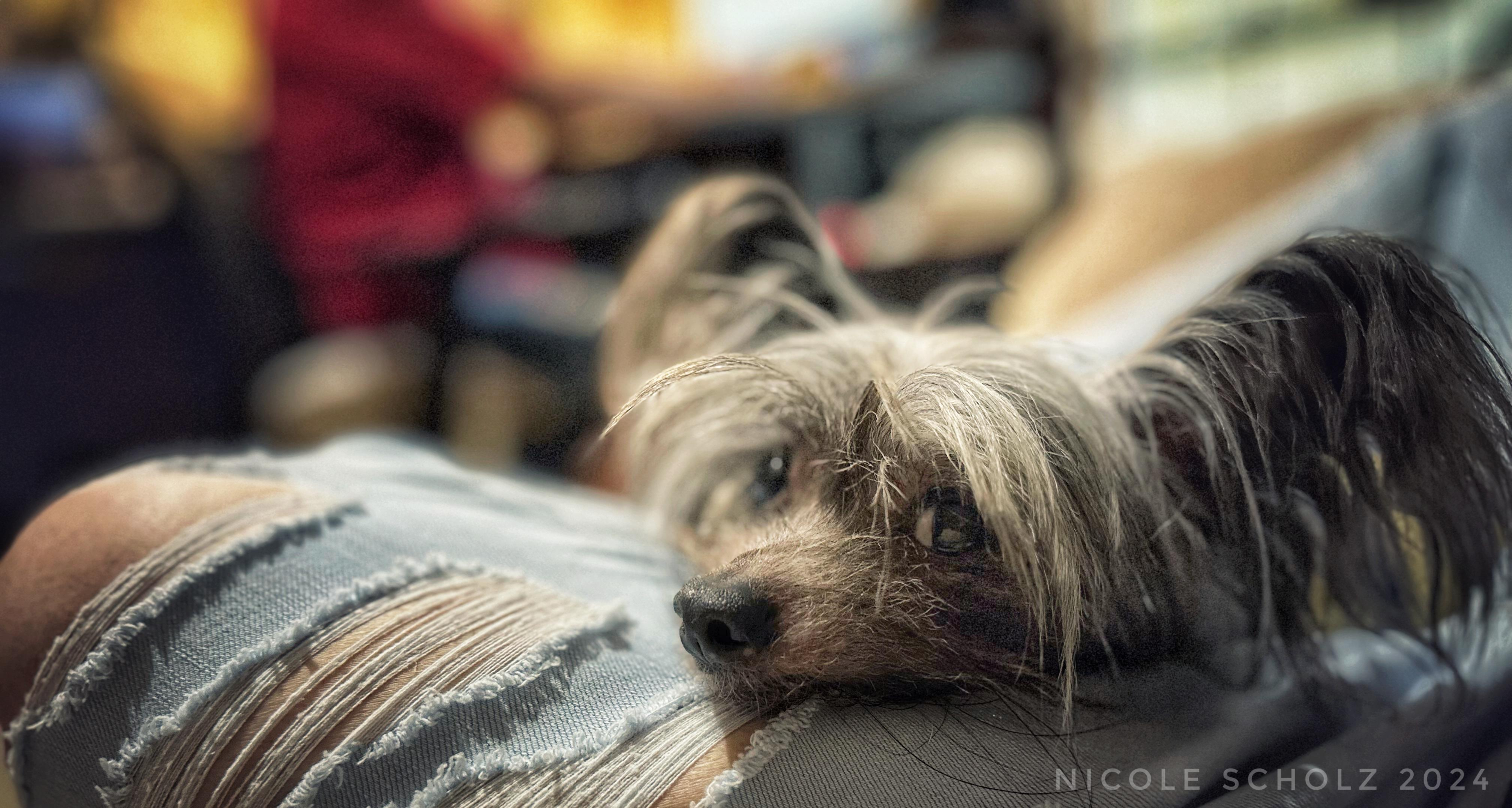 Samir Fielder, a Adoptable Chinese Crested Dog in Thompson's Station, TN image 3/5