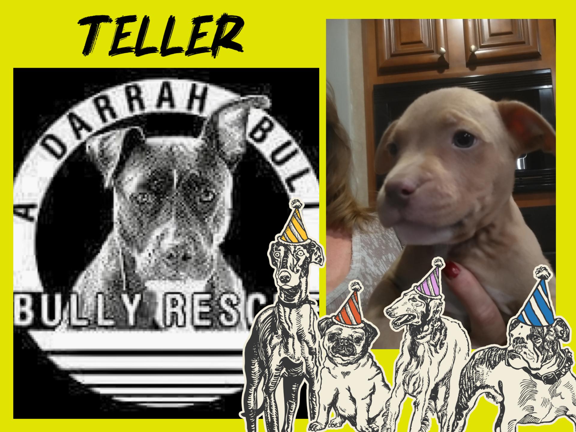 Teller