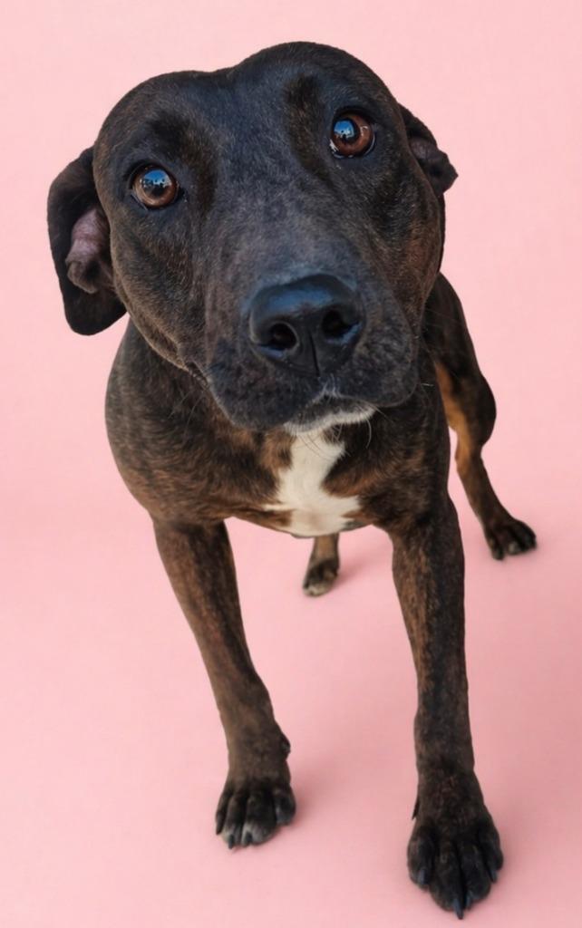 Brandywine, Adoptable, Young Female Terrier.