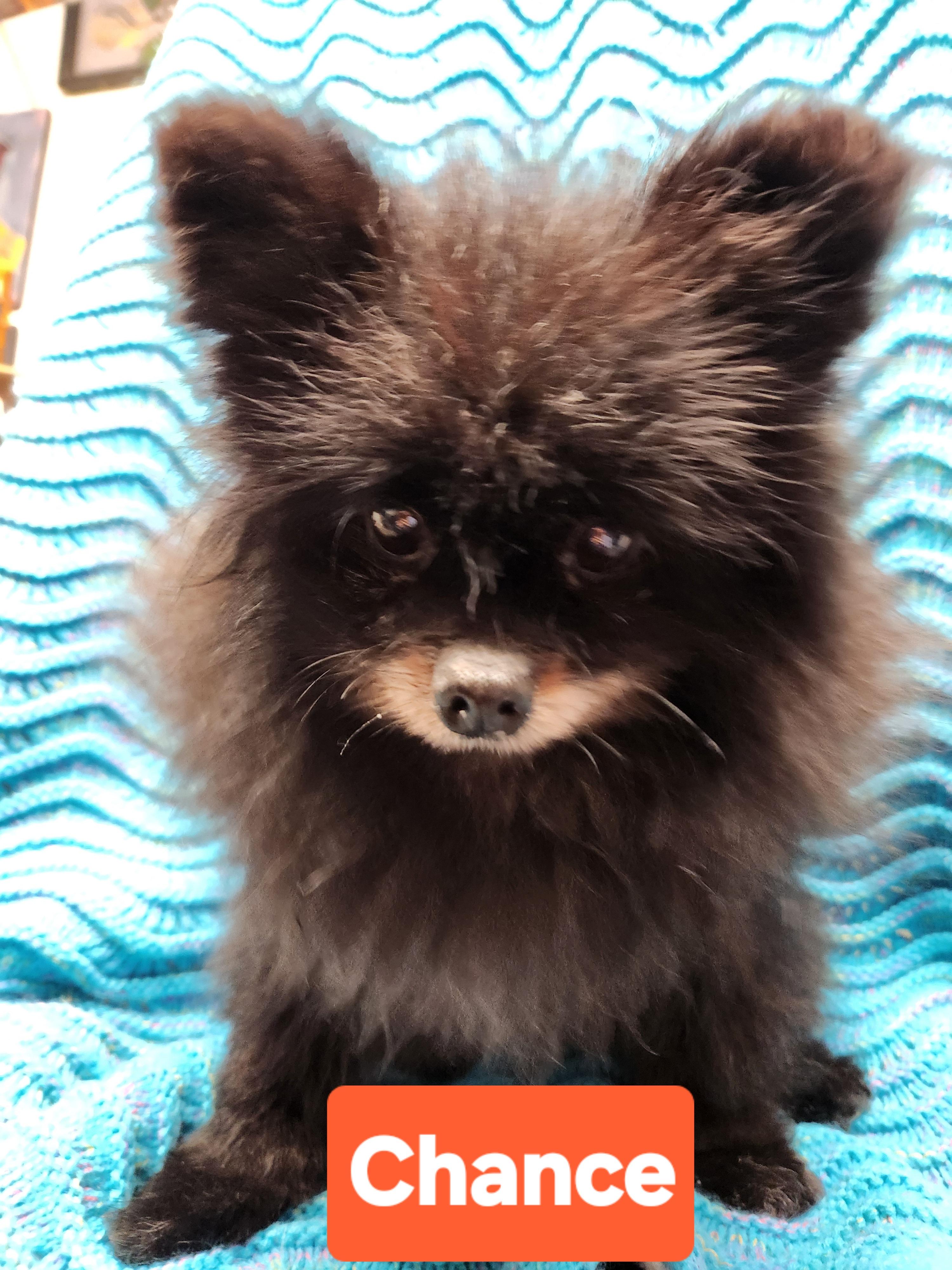 Enlarge Chance, a Adopted Pomeranian in Smithfield, PA image 1/1