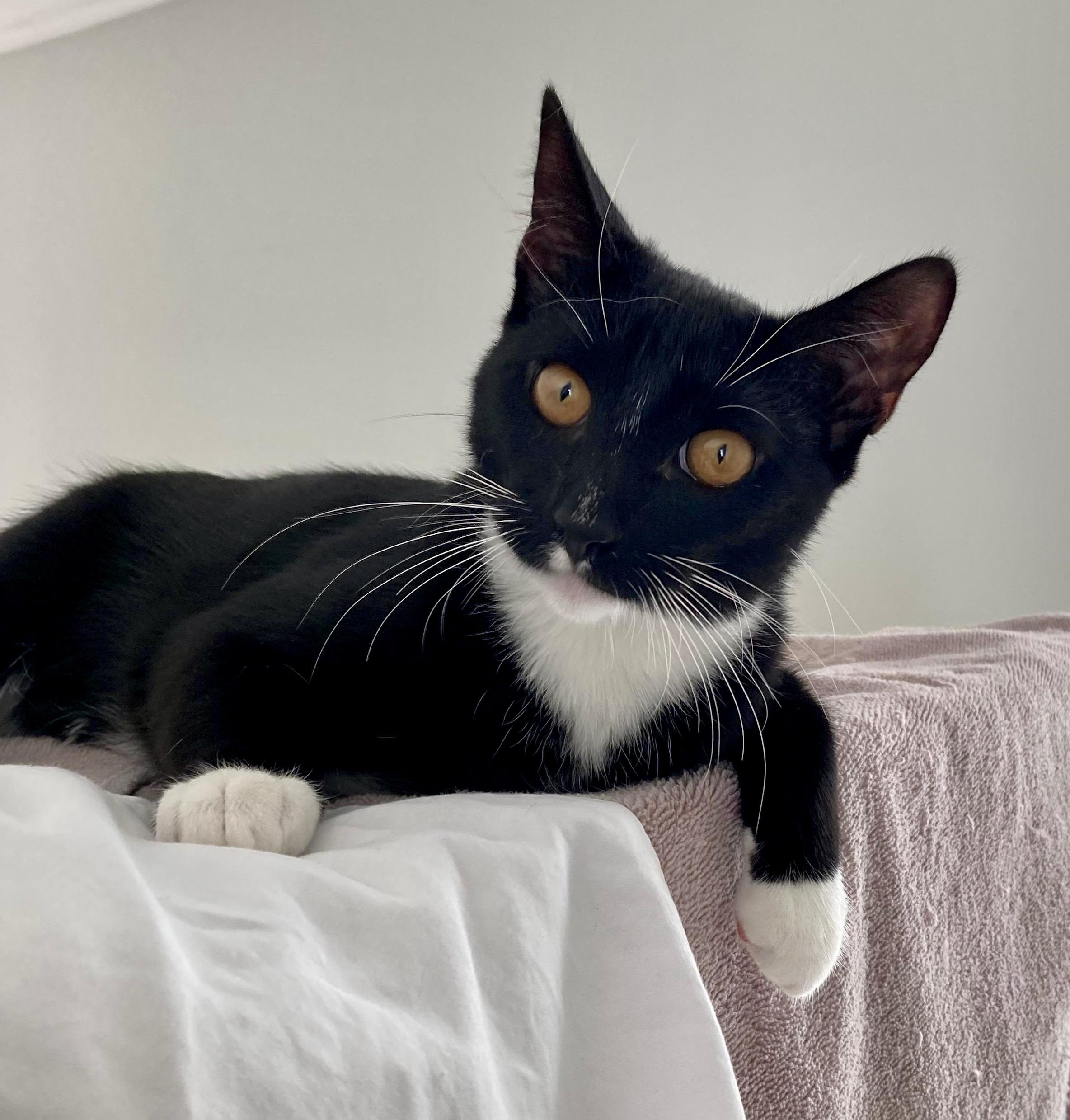 Aurora, Adoptable, Young Female Tuxedo.