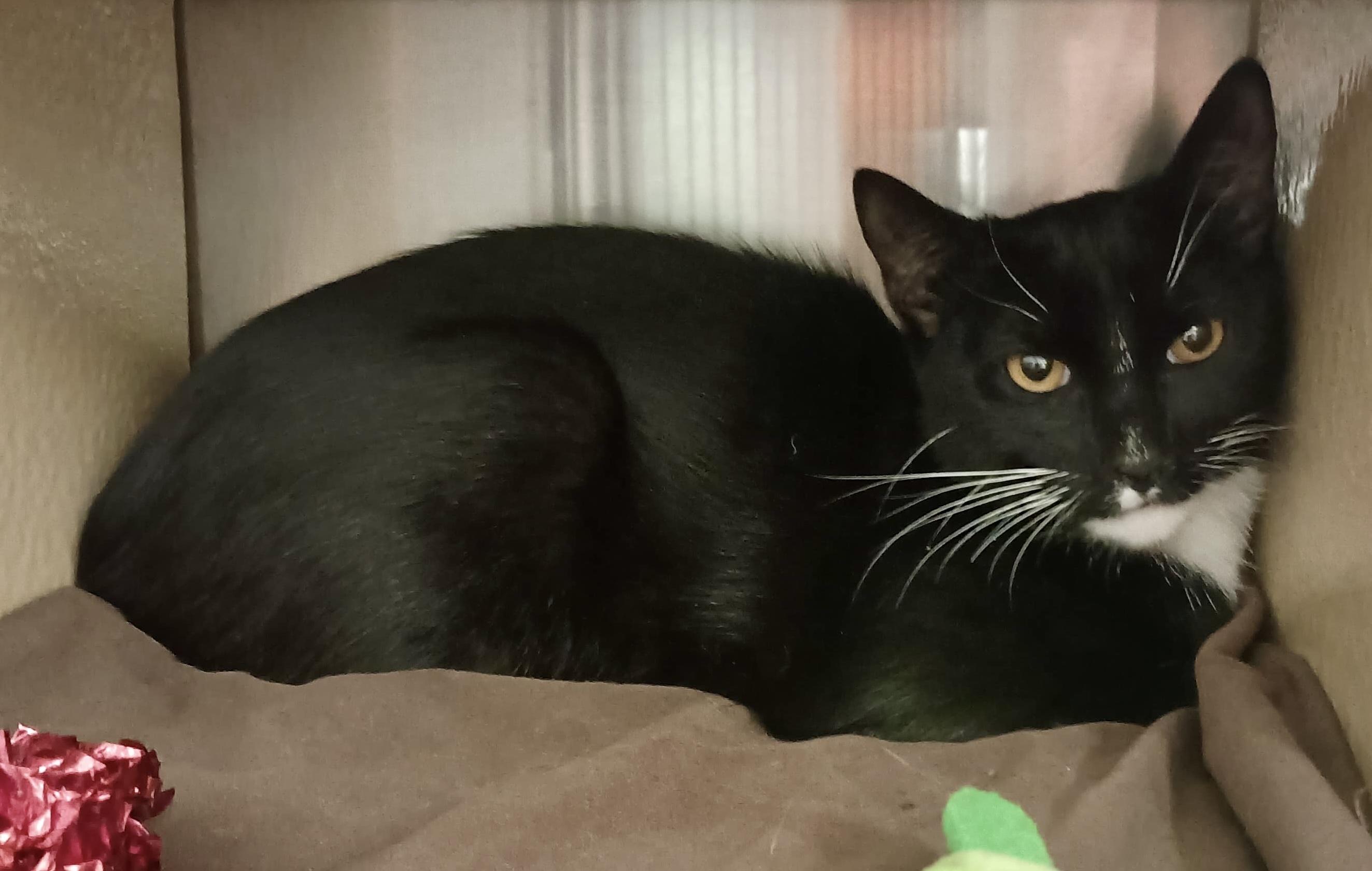 Aurora, Adoptable, Young Female Tuxedo.