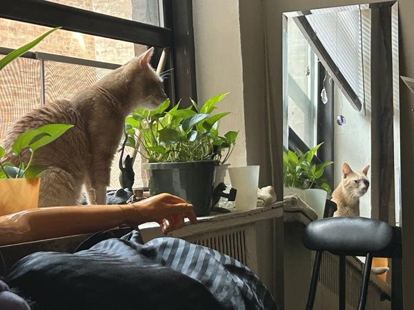 Leonard, a Adoptable mixed breed in New York, NY image 1/6