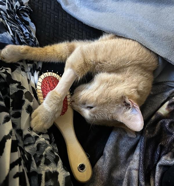 Leonard, a Adoptable mixed breed in New York, NY image 2/6