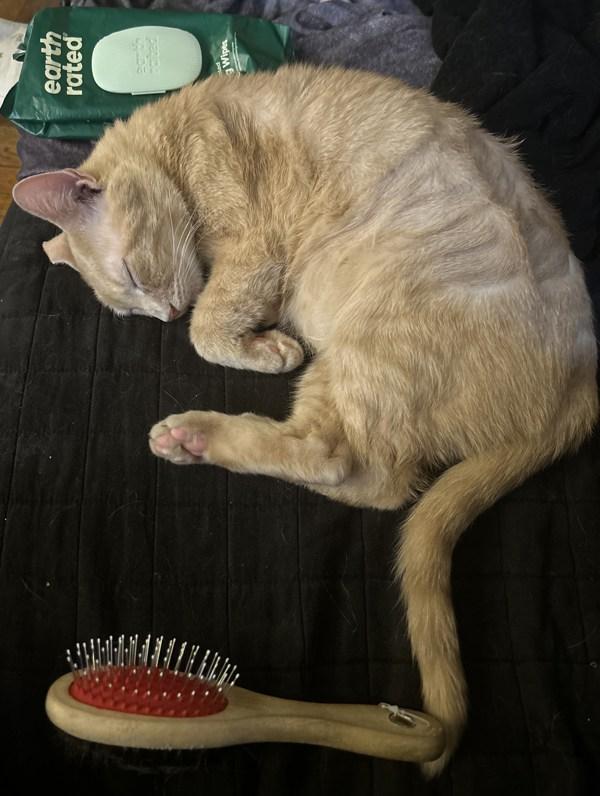 Leonard — thumbnail 3