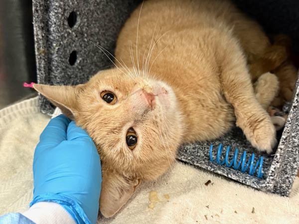 Leonard, a Adoptable mixed breed in New York, NY image 4/6