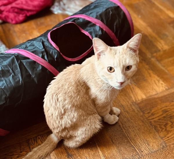 Leonard, a Adoptable mixed breed in New York, NY image 5/6