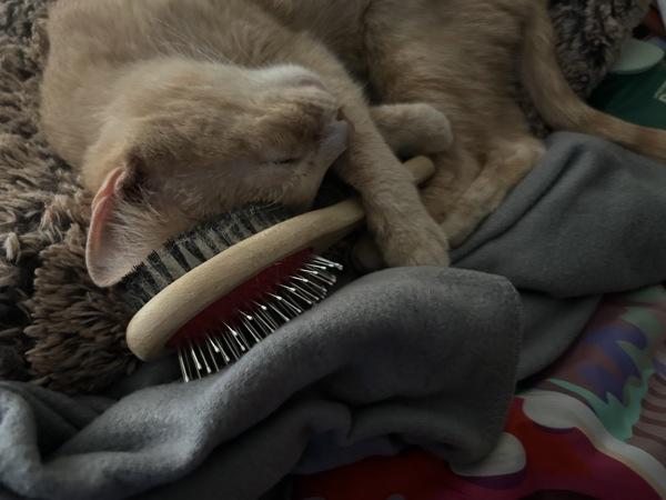 Leonard — thumbnail 6