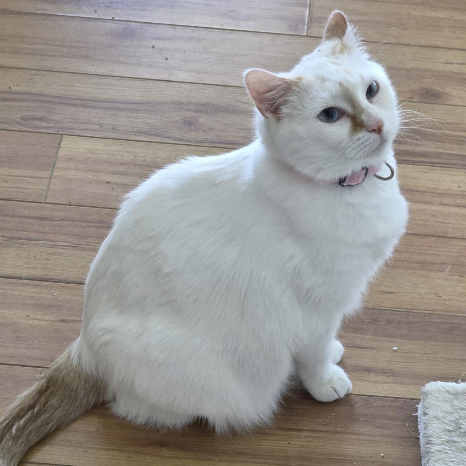 Enlarge Bridget, a ADOPTABLE Siamese in Bentonville, AR image 2/2