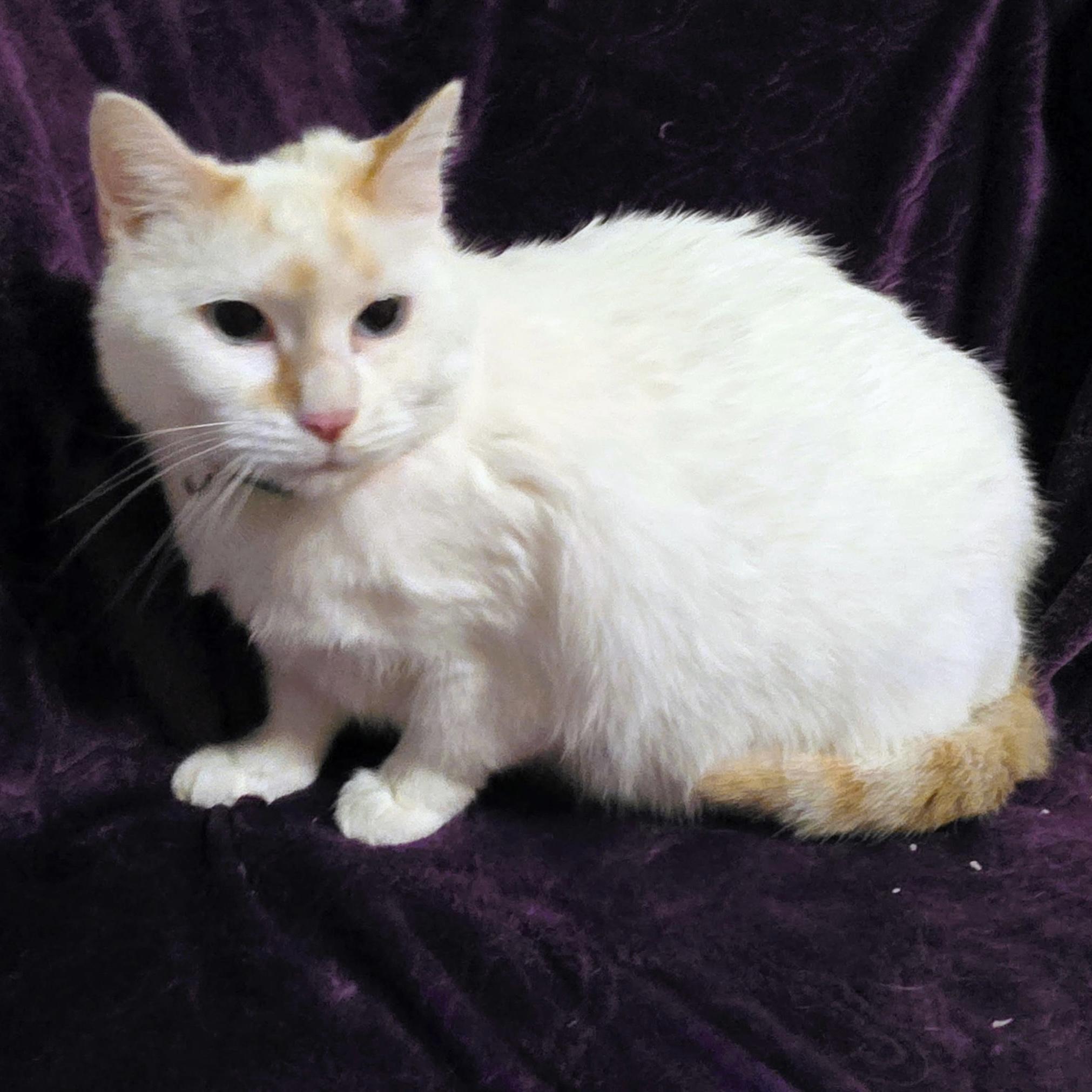 Bridget, ADOPTABLE, Young Female Siamese.