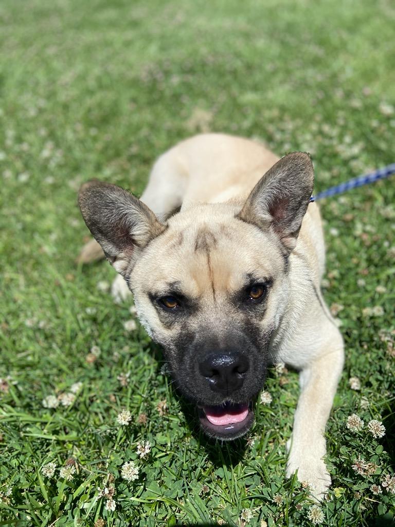 Pugsly #5301, Adult Male Shepherd