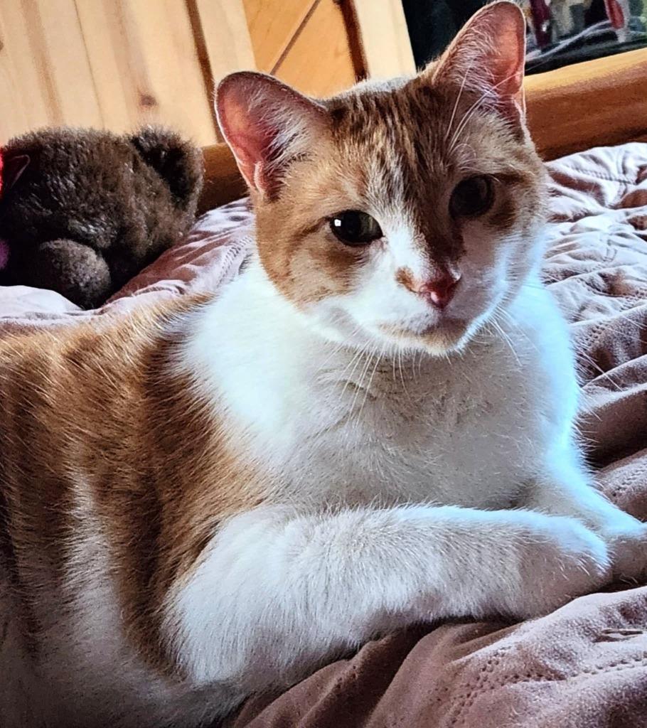 Travis, Adoptable, Senior Male Domestic Short Hair.