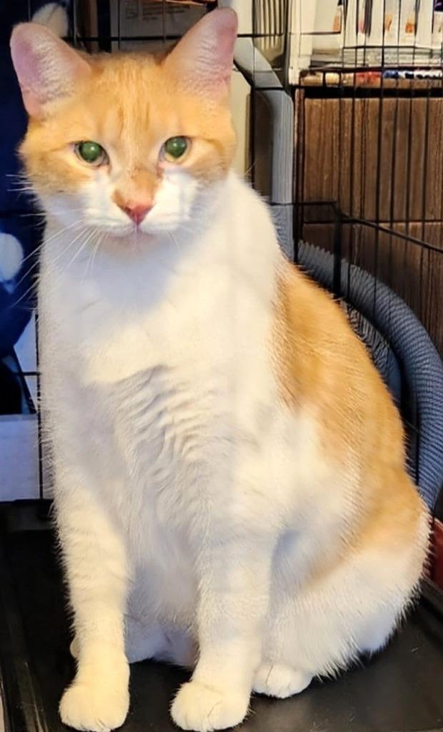 Travis, a Adoptable Domestic Short Hair in Cloquet, MN image 3/5
