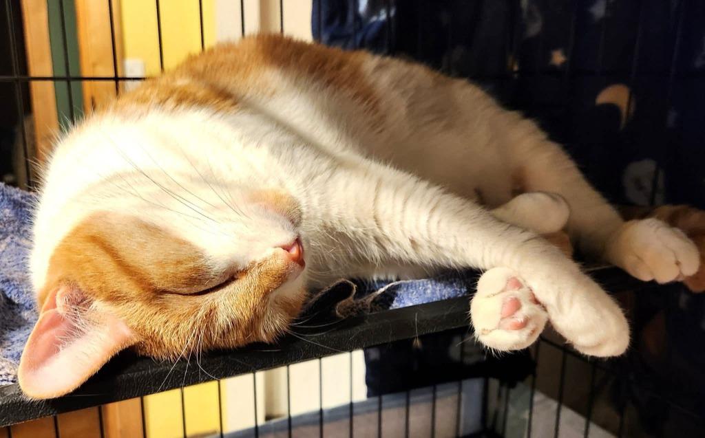 Travis, a Adoptable Domestic Short Hair in Cloquet, MN image 4/5