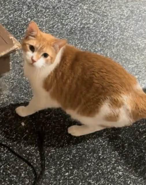 Enlarge Travis, a Adoptable Domestic Short Hair in Cloquet, MN image 1/1