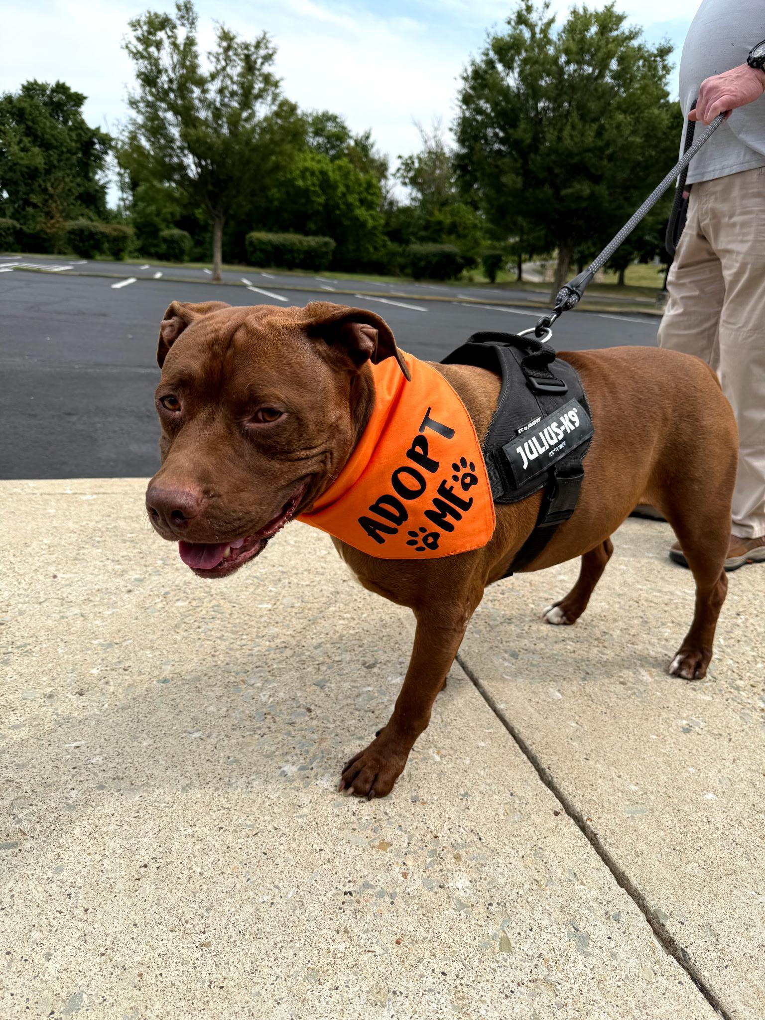 Bentley, Adoptable, Young Male Staffordshire Bull Terrier.