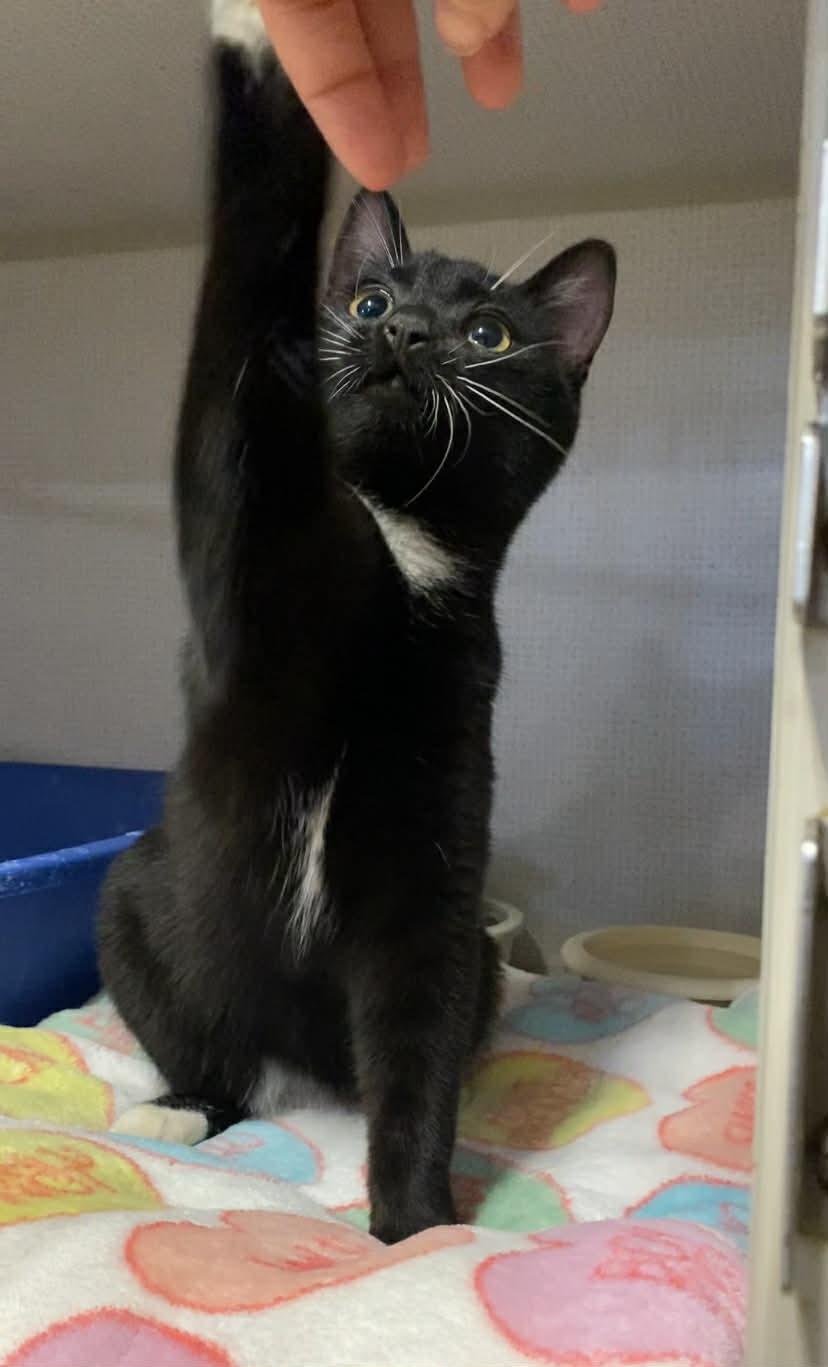 Enlarge Bug, a ADOPTABLE Domestic Short Hair in St. Maries, ID image 6/6