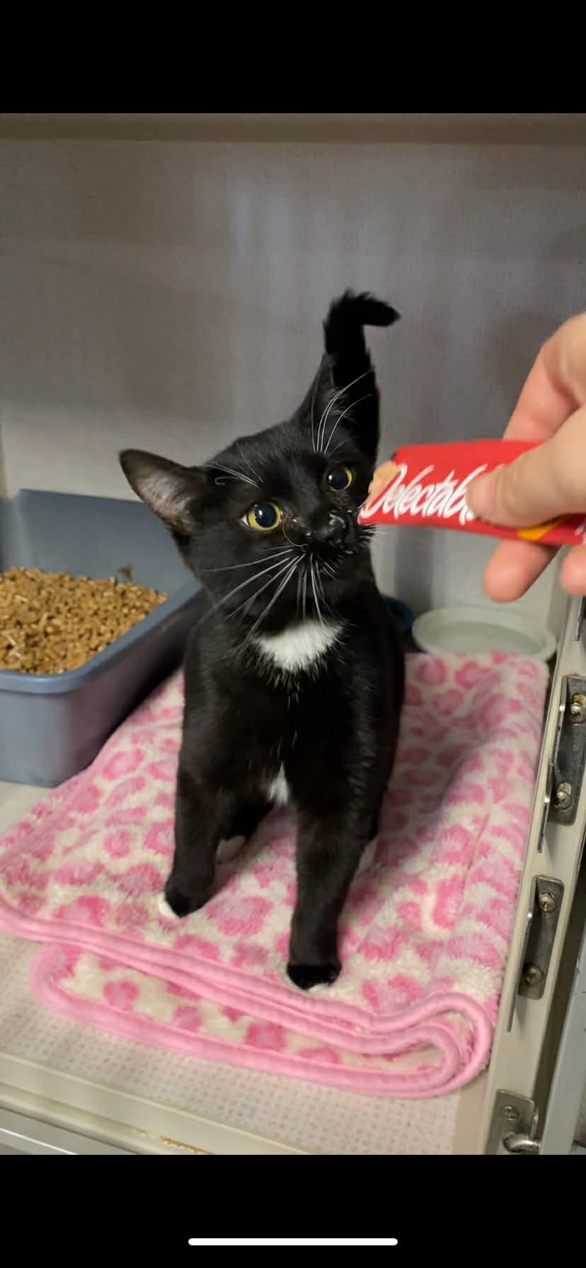 Enlarge Bug, a ADOPTABLE Domestic Short Hair in St. Maries, ID image 5/6