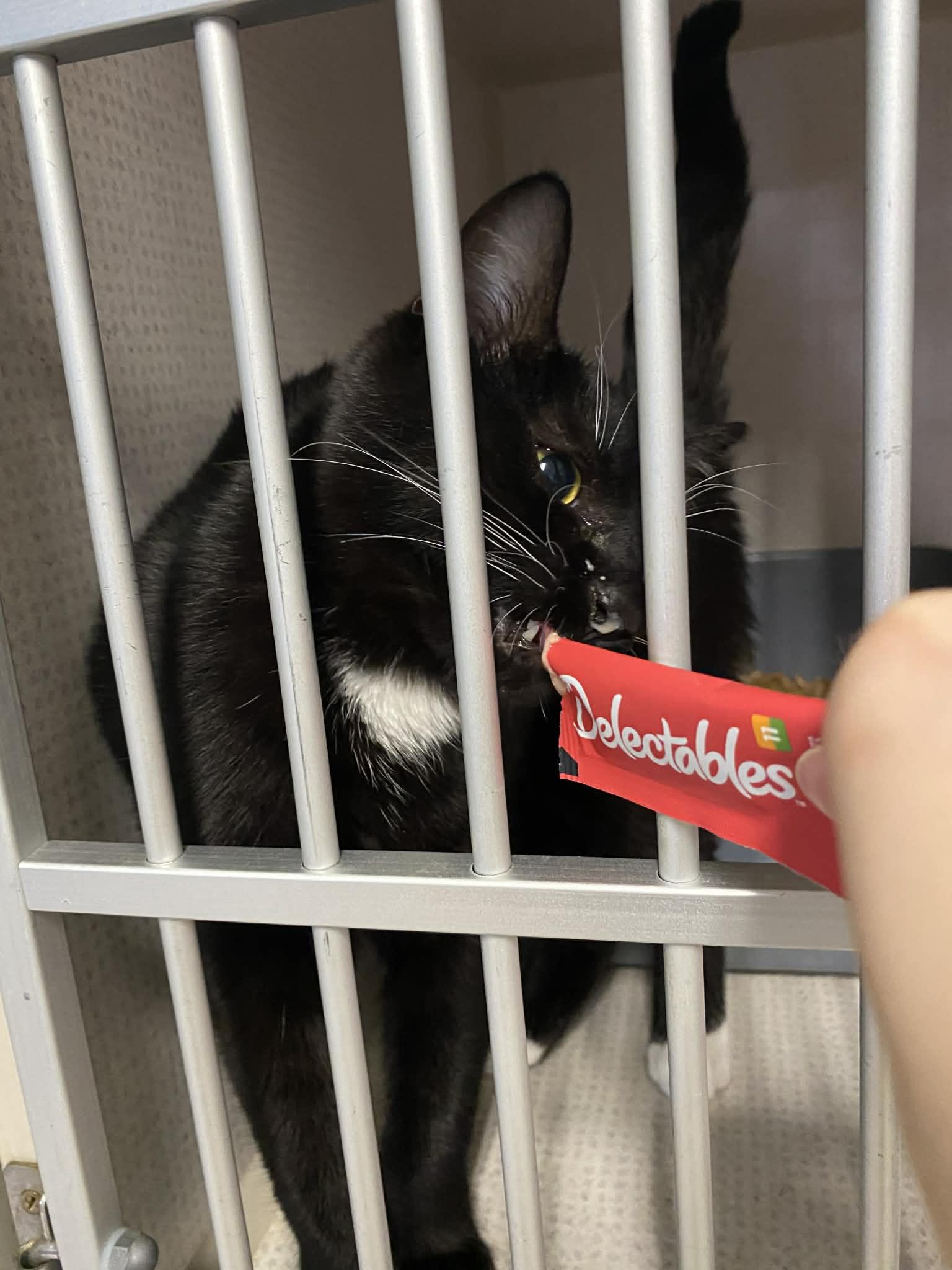 Enlarge Bug, a ADOPTABLE Domestic Short Hair in St. Maries, ID image 4/6