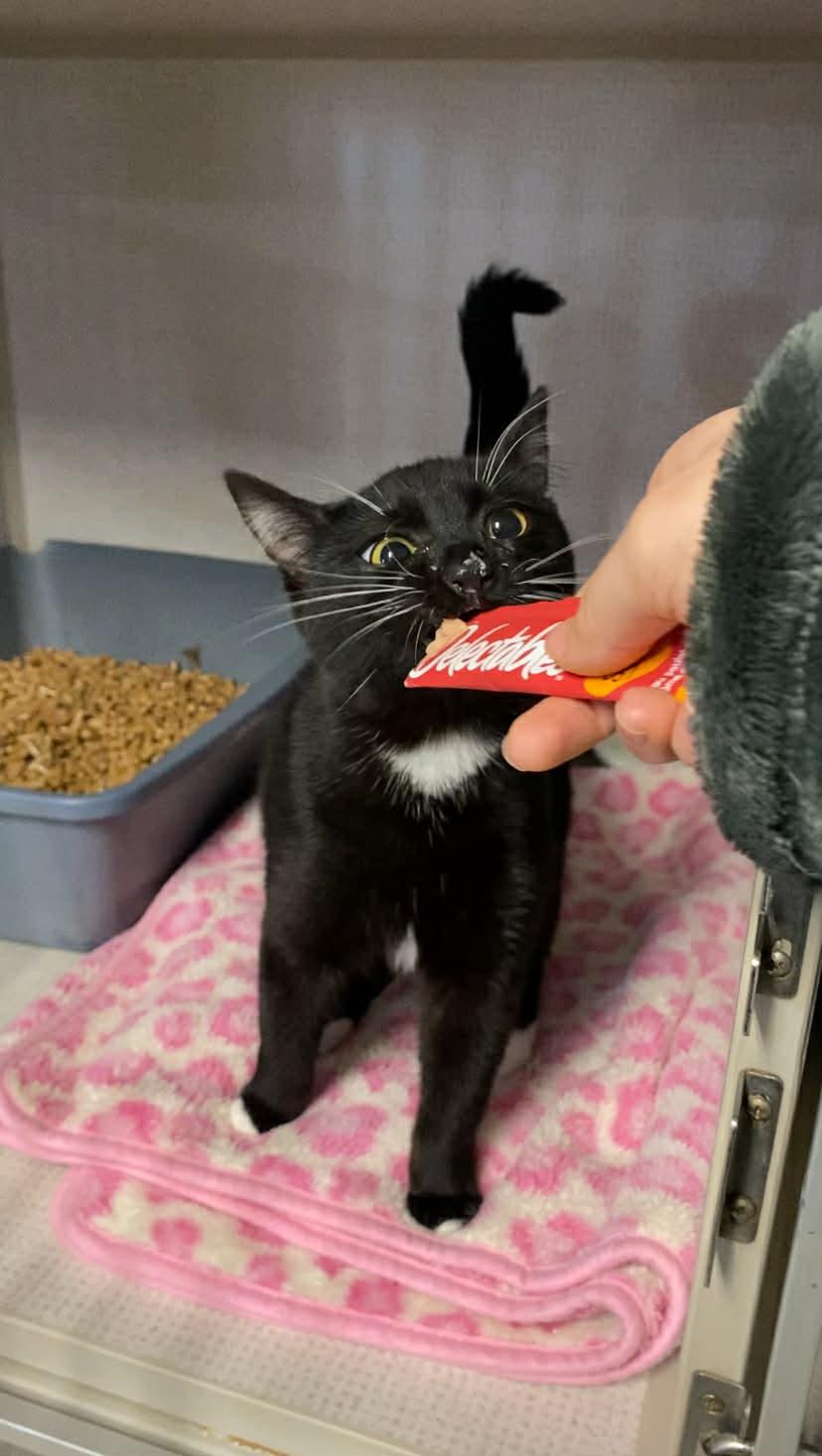 Enlarge Bug, a ADOPTABLE Domestic Short Hair in St. Maries, ID image 3/6