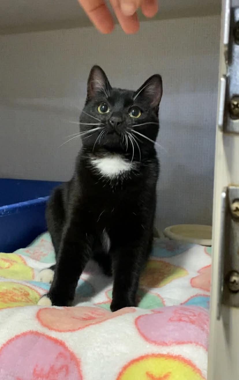 Enlarge Bug, a ADOPTABLE Domestic Short Hair in St. Maries, ID image 2/6