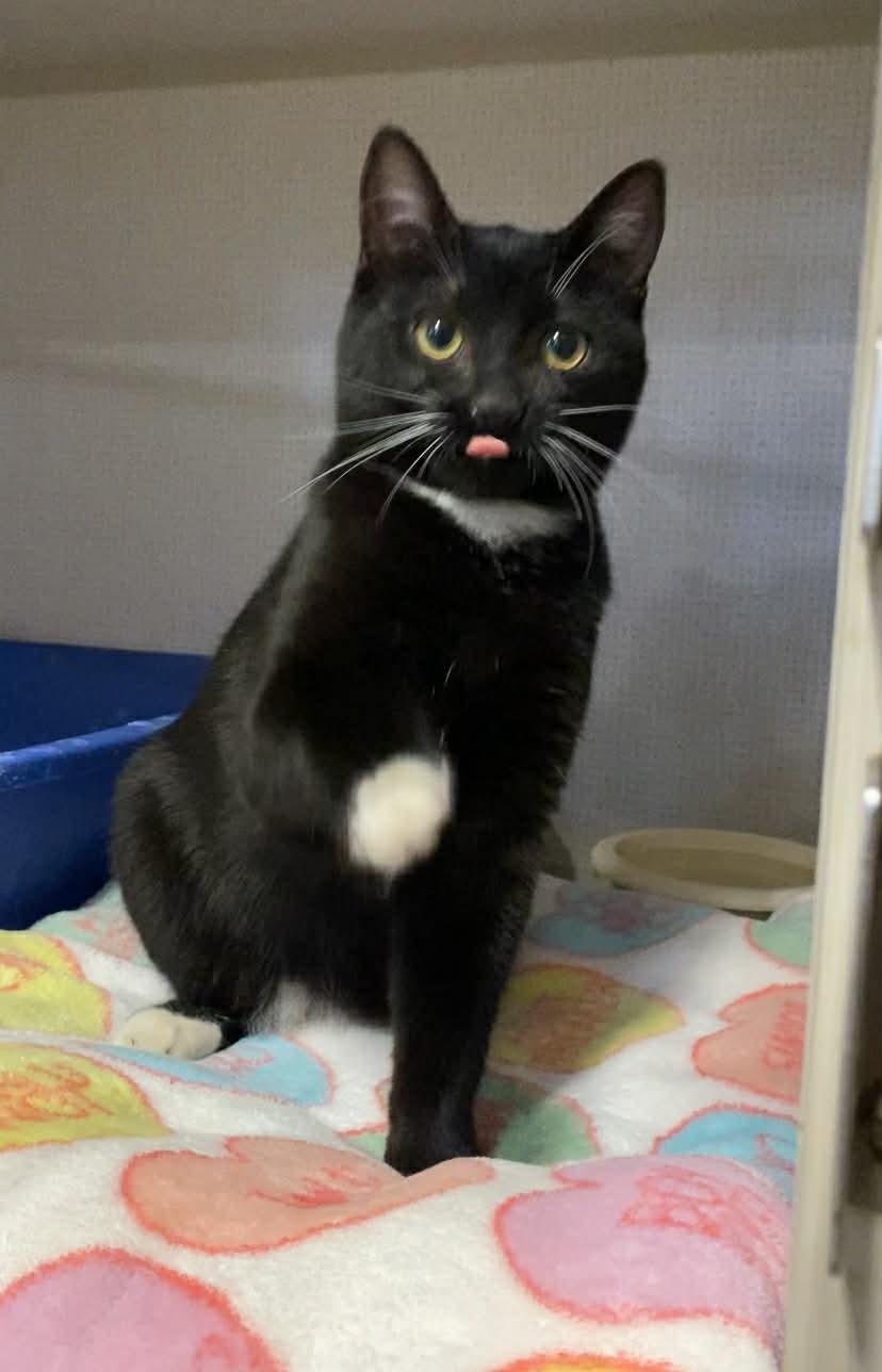 Enlarge Bug, a ADOPTABLE Domestic Short Hair in St. Maries, ID image 1/6