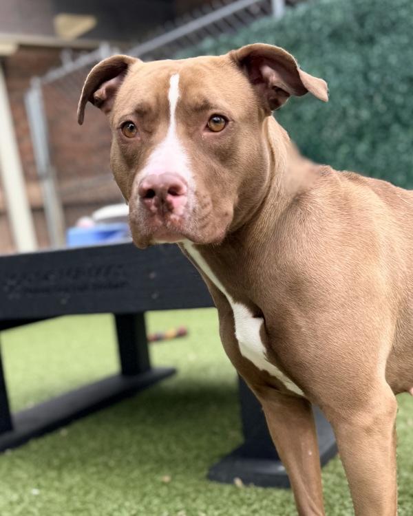 Enlarge Dixie, a Adoptable mixed breed in Canton, GA image 1/1