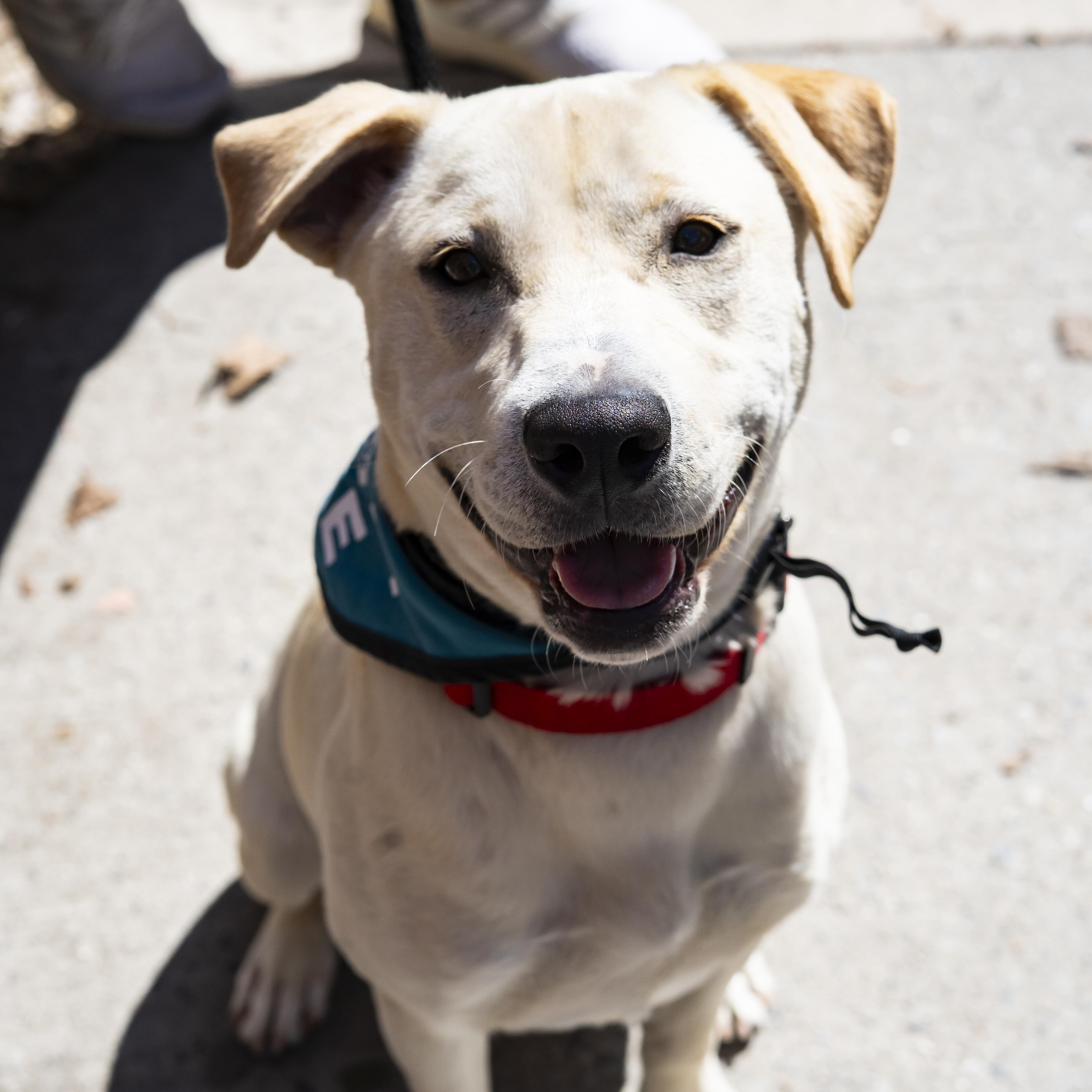 Celine, a ADOPTABLE Mixed Breed in Brooklyn, NY image 2/5