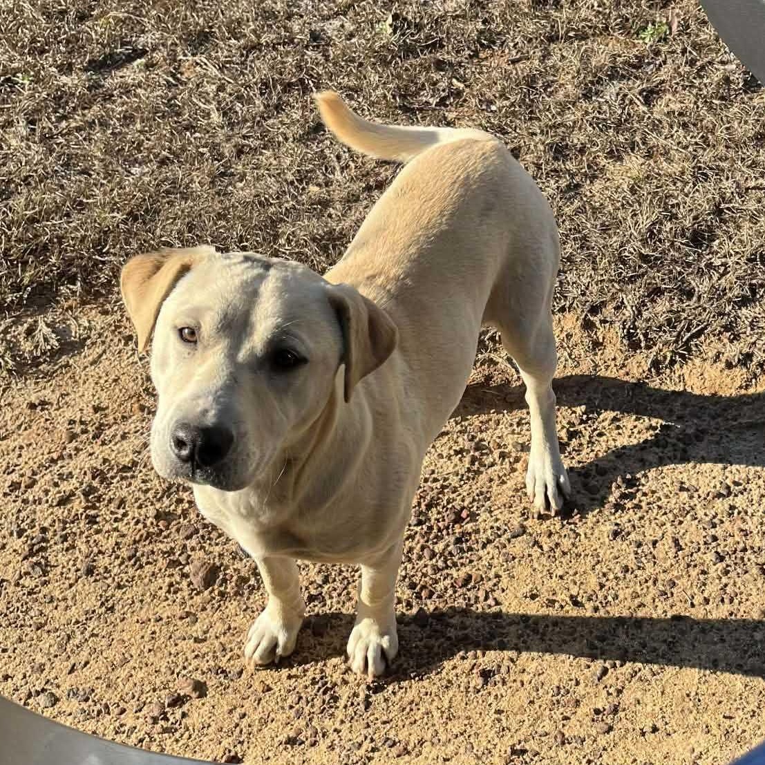 Celine, a ADOPTABLE Mixed Breed in Brooklyn, NY image 5/5