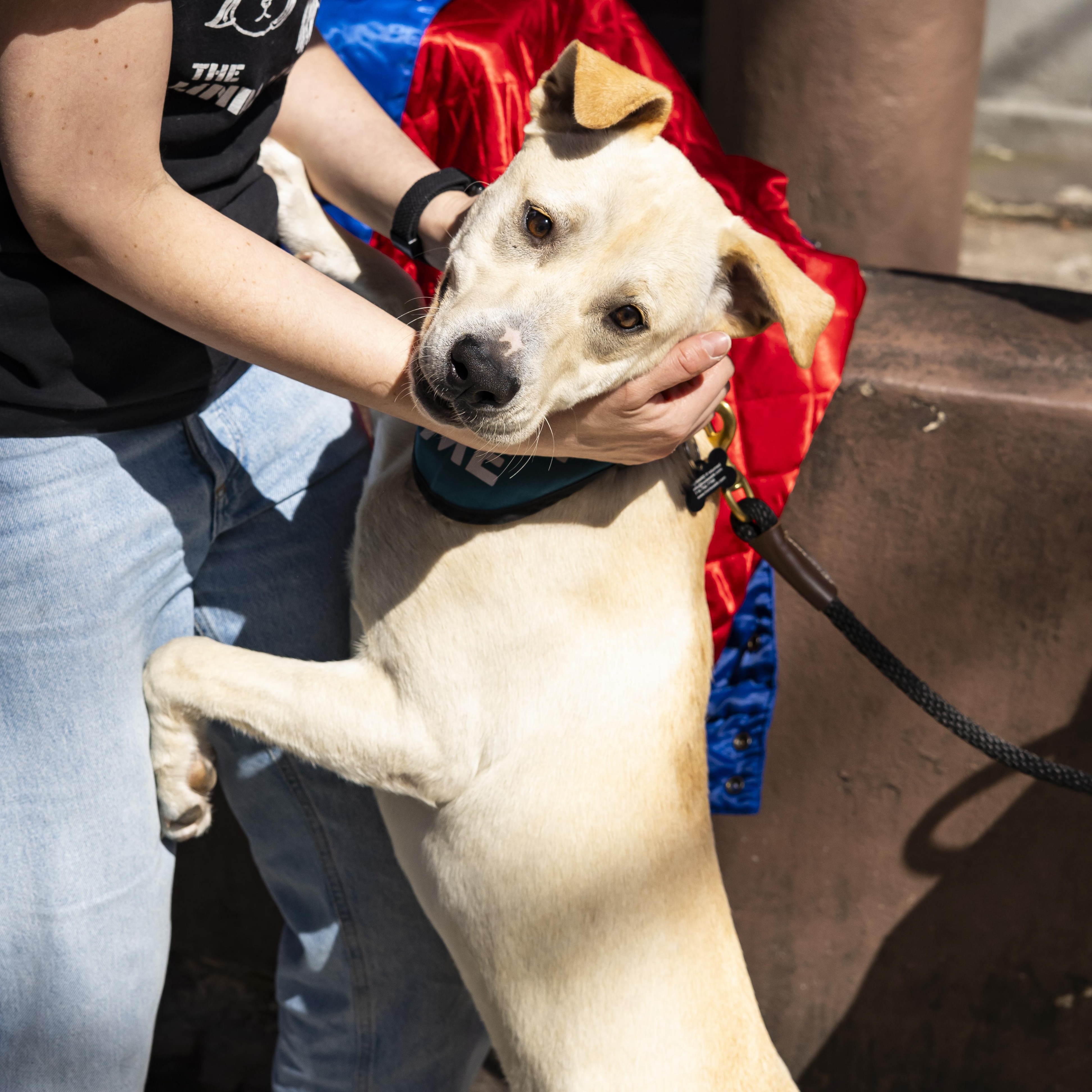 Celine, a ADOPTABLE Mixed Breed in Brooklyn, NY image 3/5