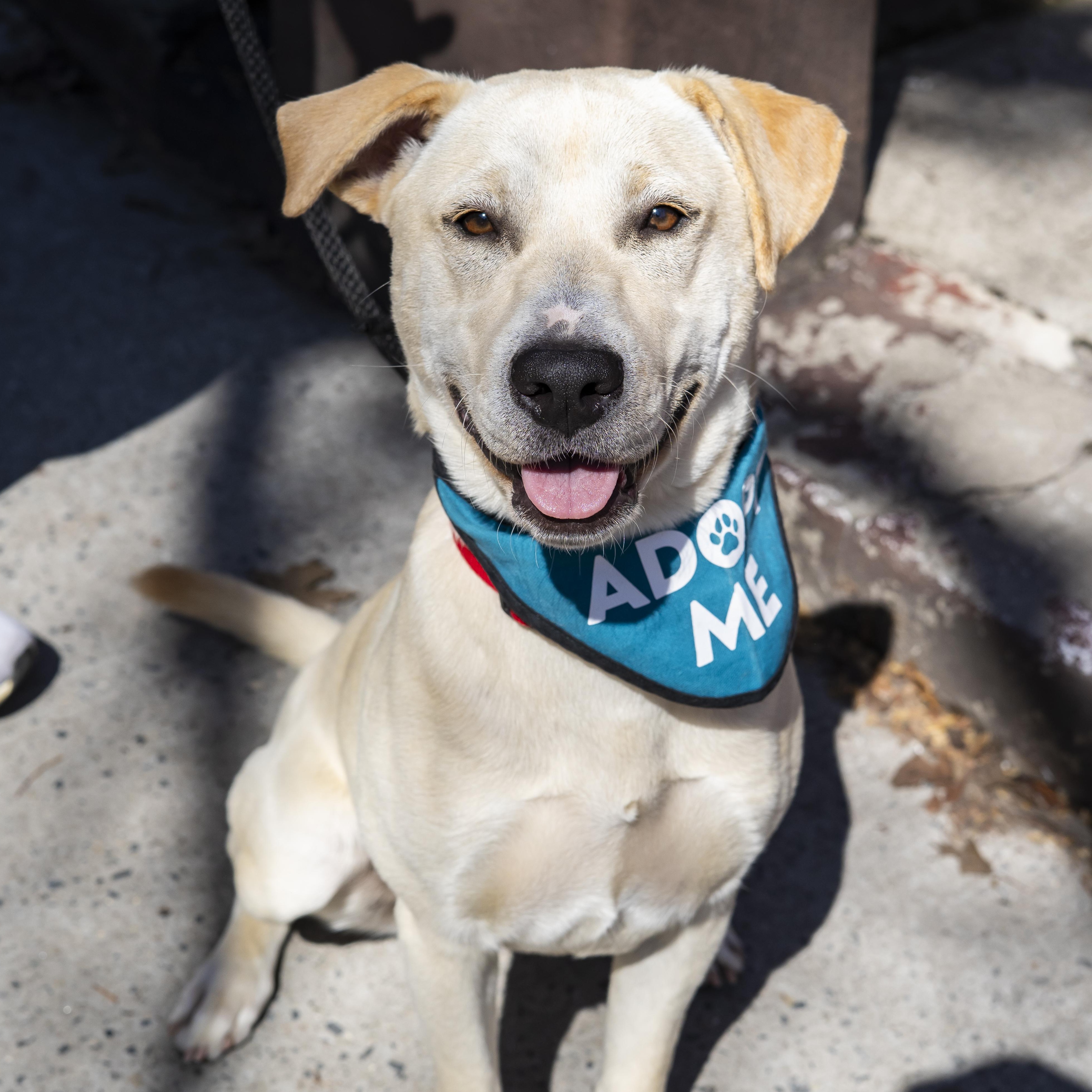 Celine, a ADOPTABLE Mixed Breed in Brooklyn, NY image 4/5