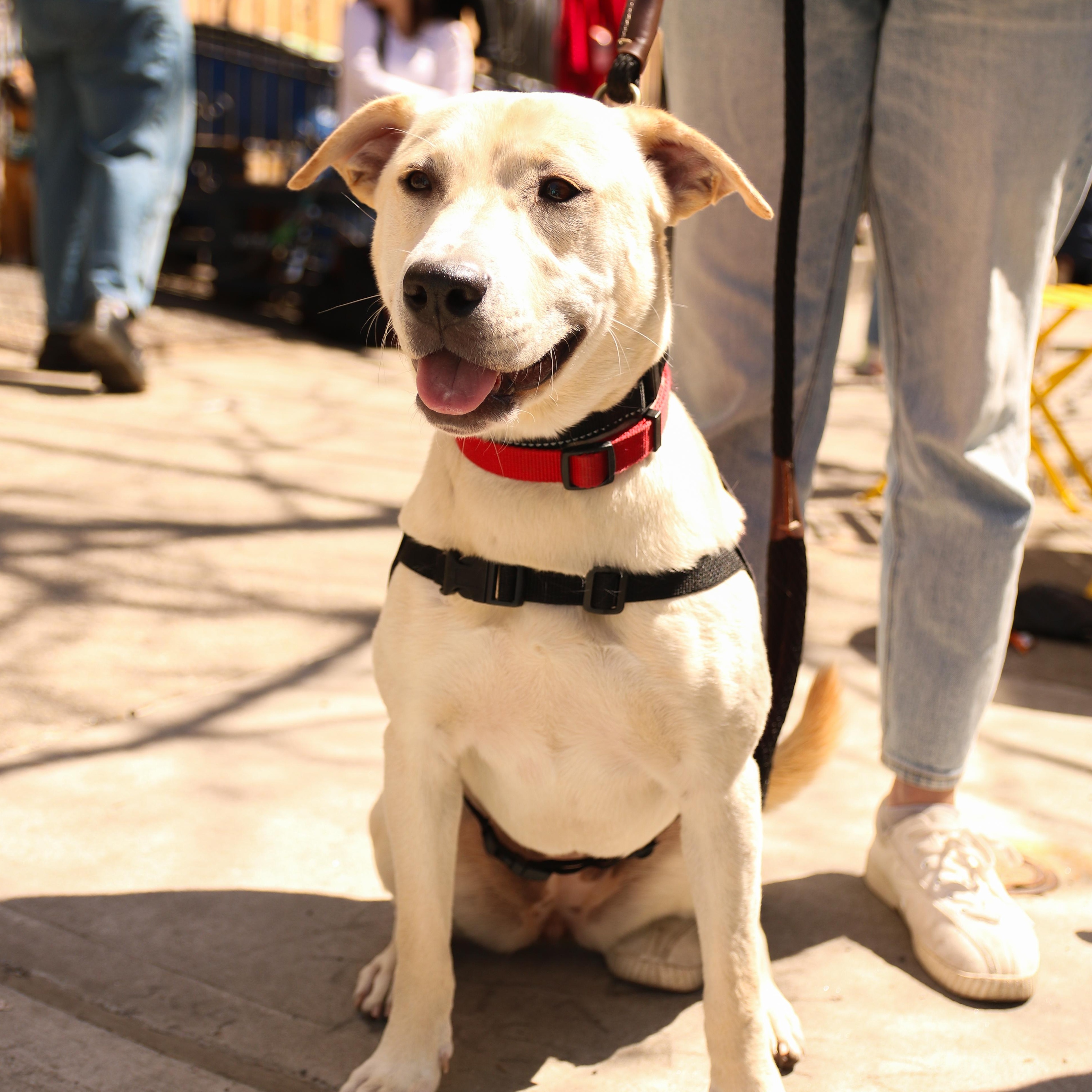 Celine, ADOPTABLE, Young Female Mixed Breed.