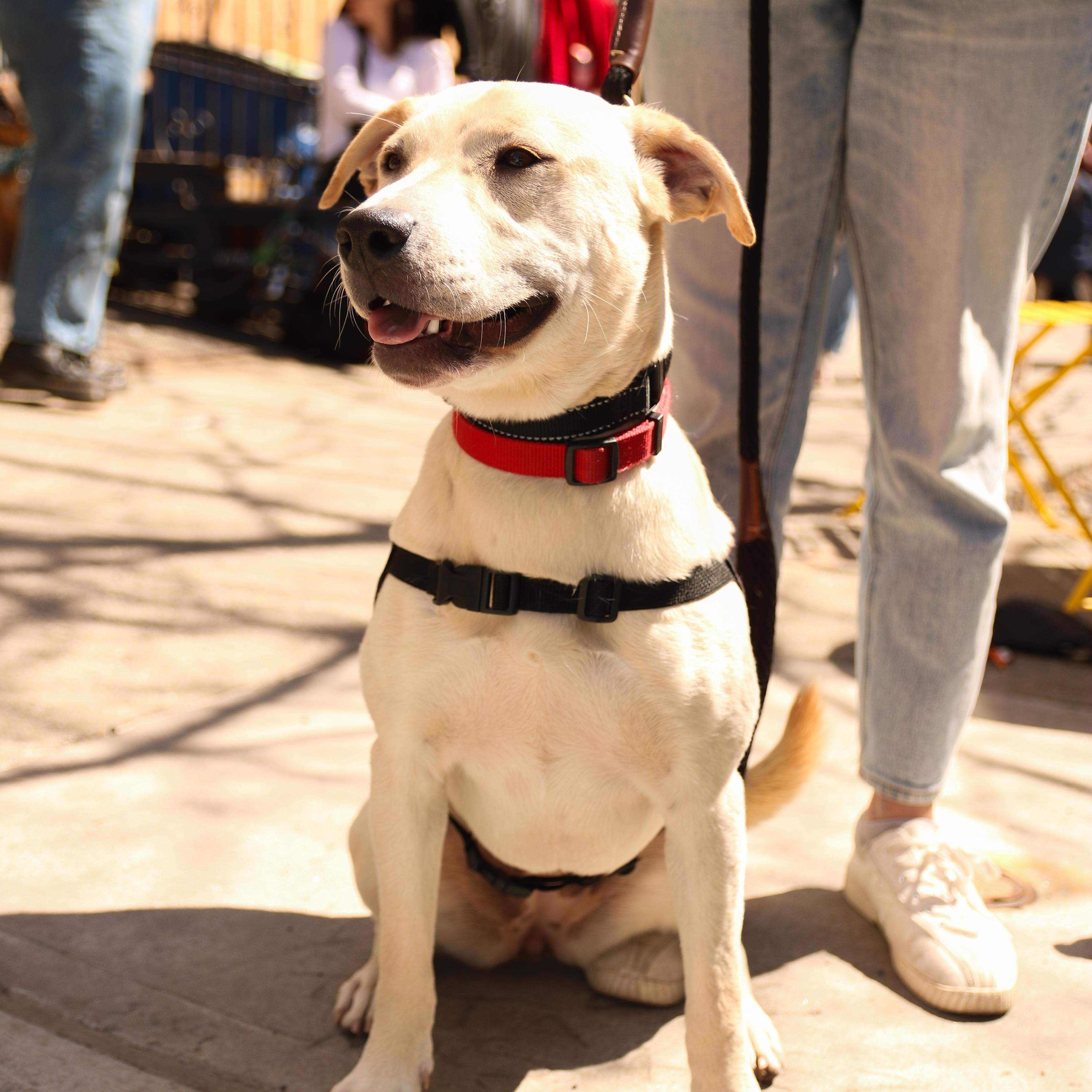 Enlarge Celine, a ADOPTABLE Mixed Breed in Brooklyn, NY image 6/6