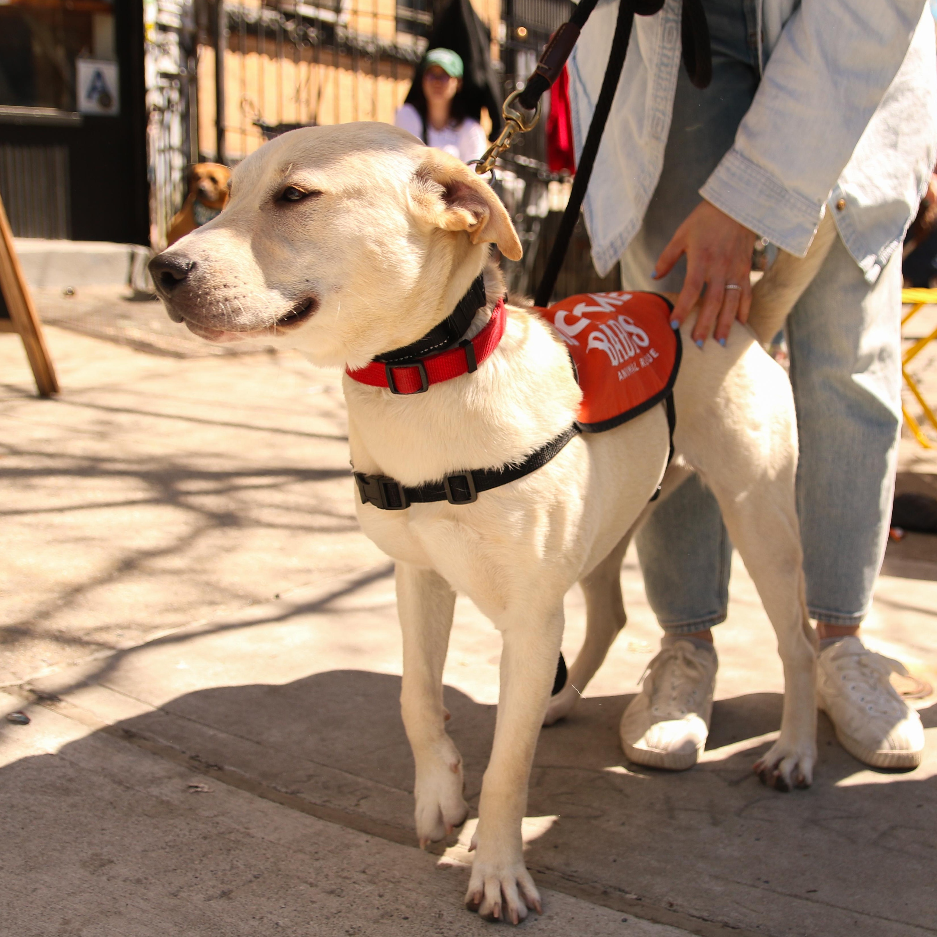 Enlarge Celine, a ADOPTABLE Mixed Breed in Brooklyn, NY image 5/6
