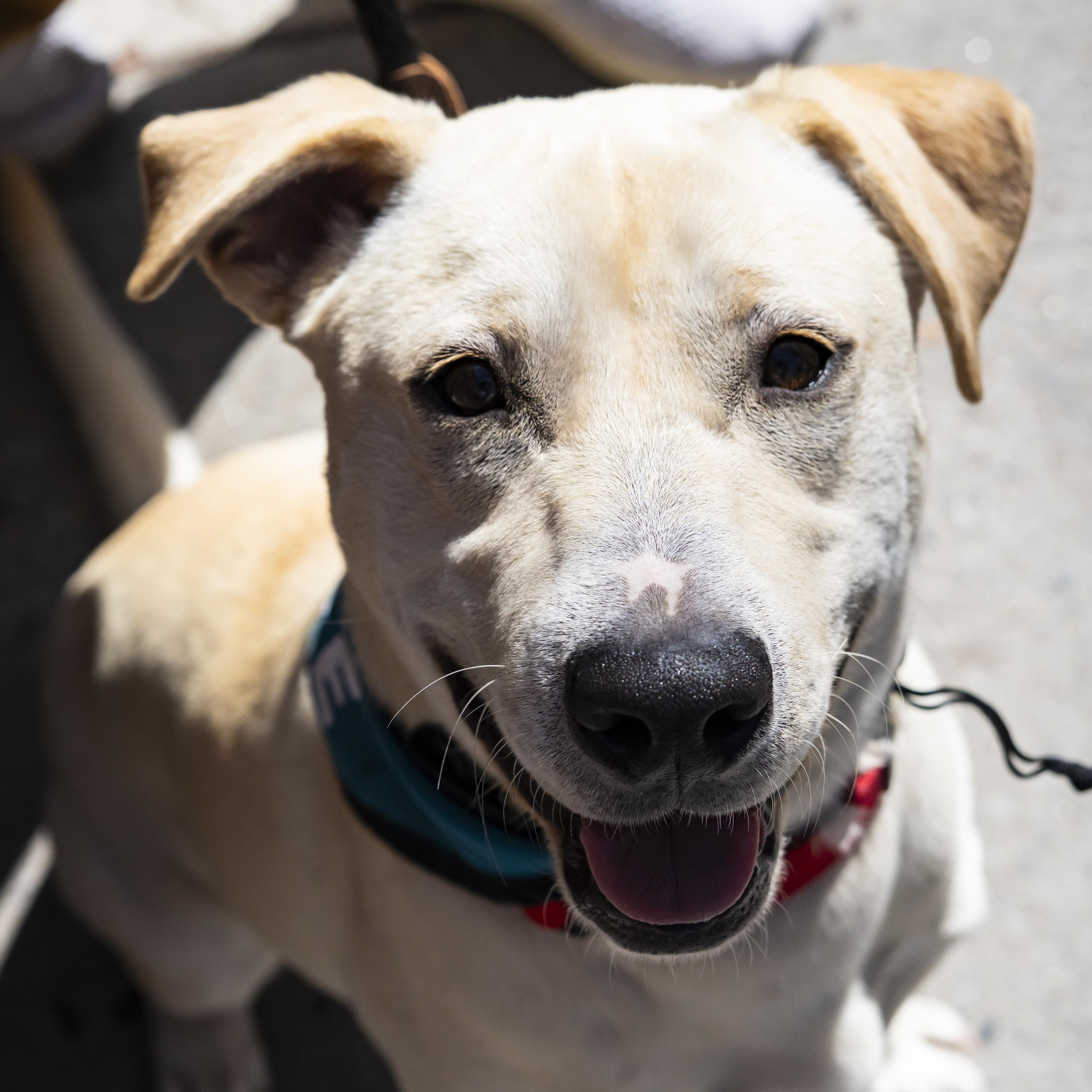 Celine, a ADOPTABLE Mixed Breed in Brooklyn, NY image 1/5