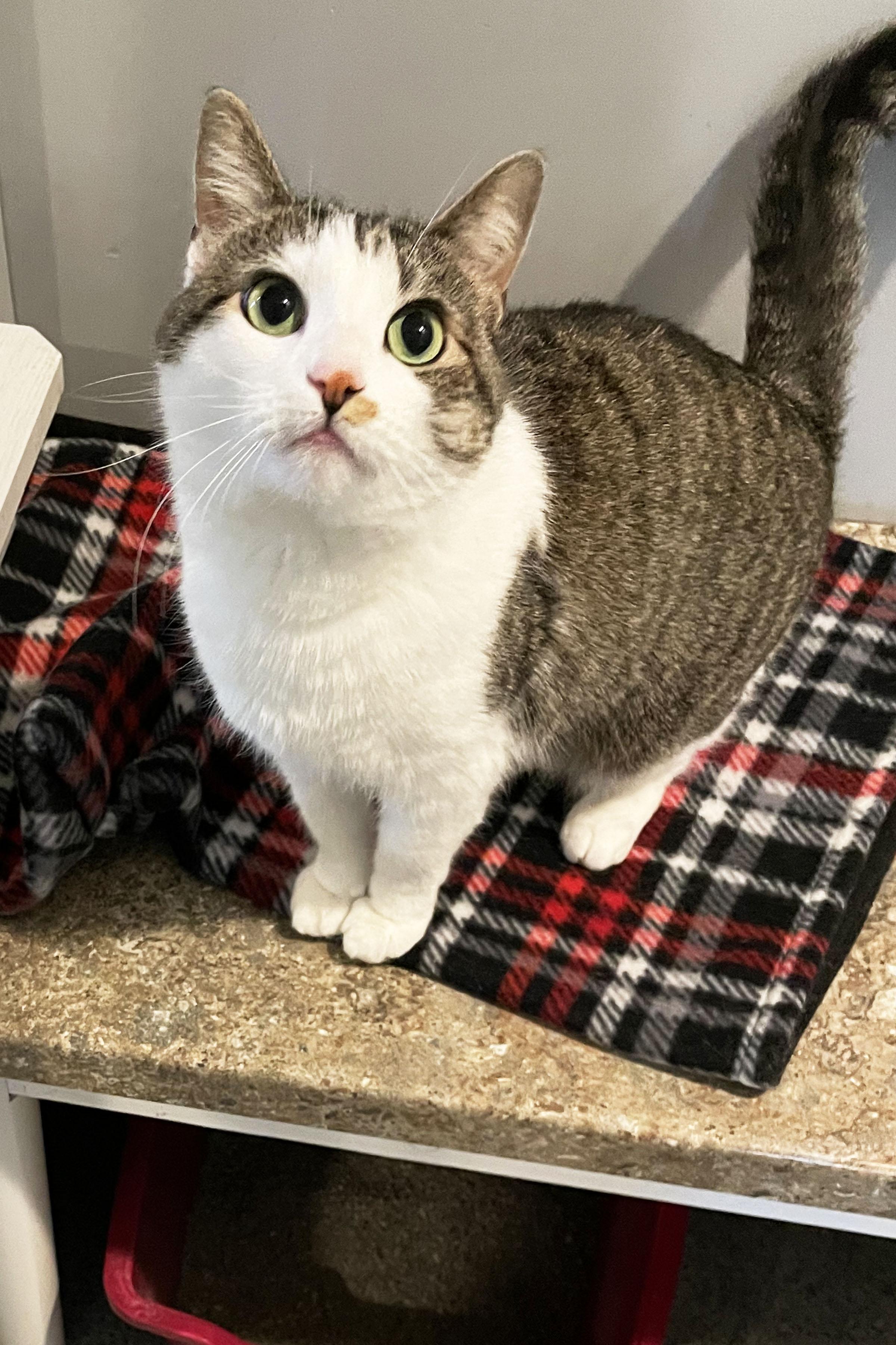 Luna, Adoptable, Adult Female Domestic Short Hair.