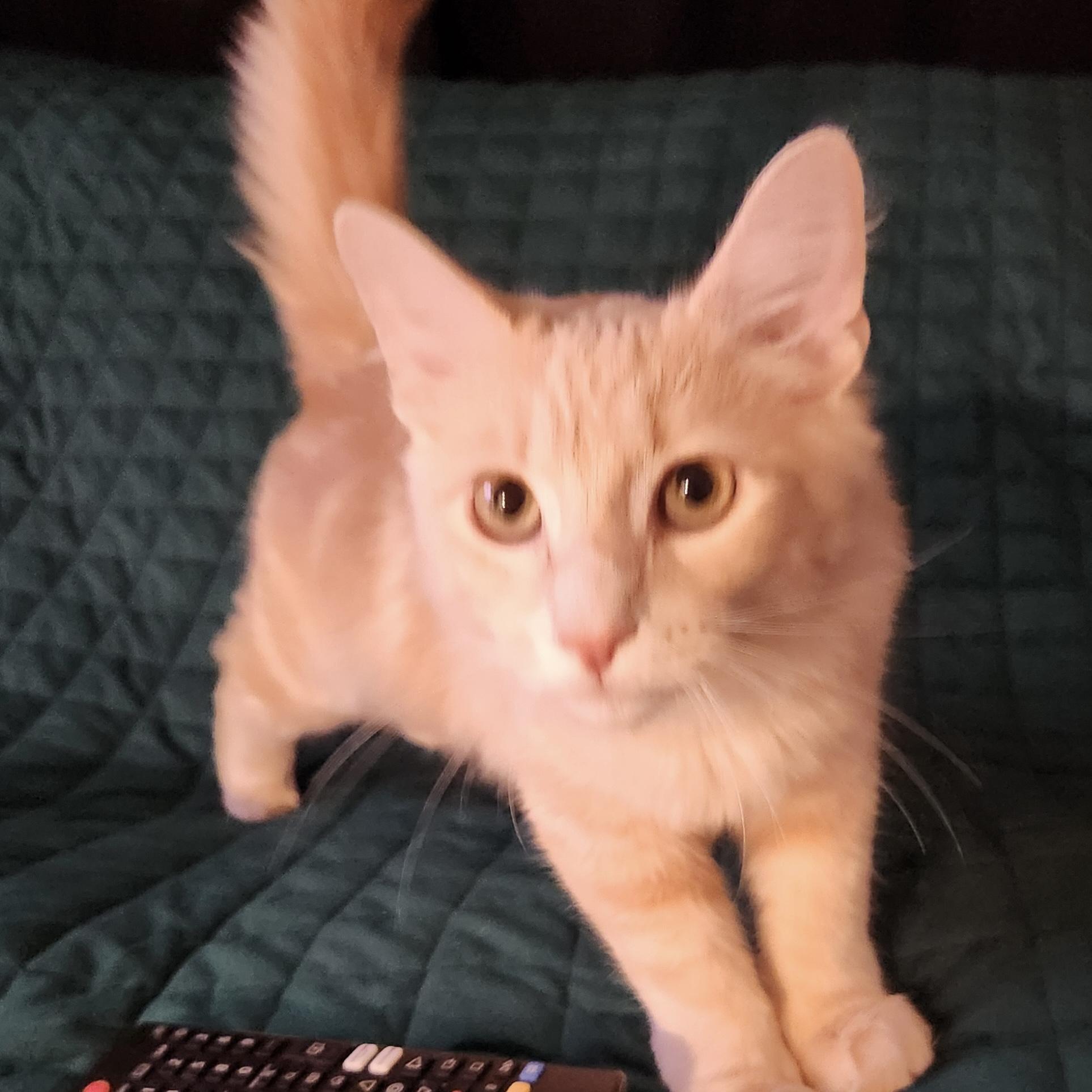 Enlarge Georgie, an adopted Domestic Medium Hair in Bentonville, AR image 2/4