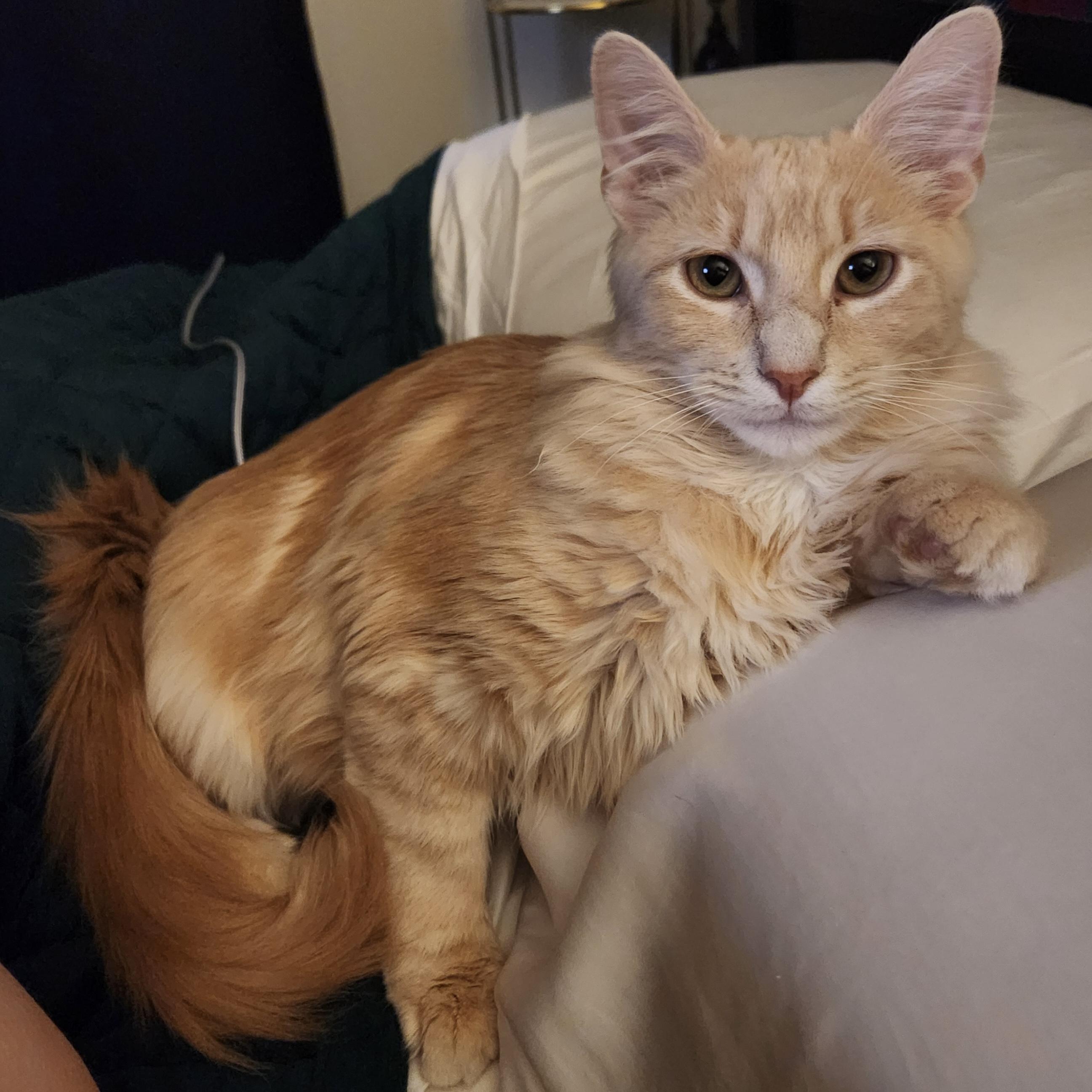 Enlarge Georgie, an adopted Domestic Medium Hair in Bentonville, AR image 3/4